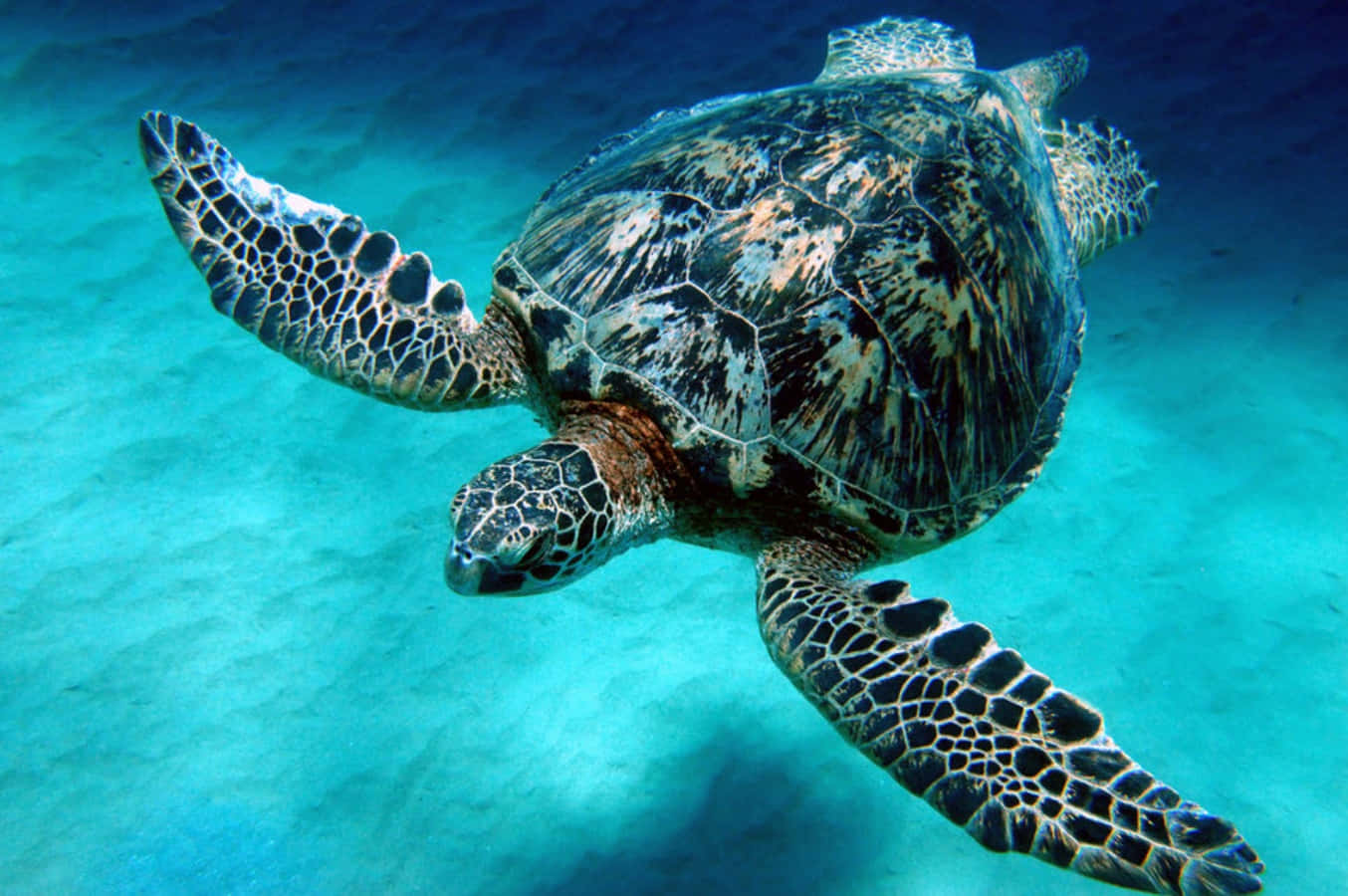 Meeresschildkröte Genießt Ihren Lebensraum Im Ozean