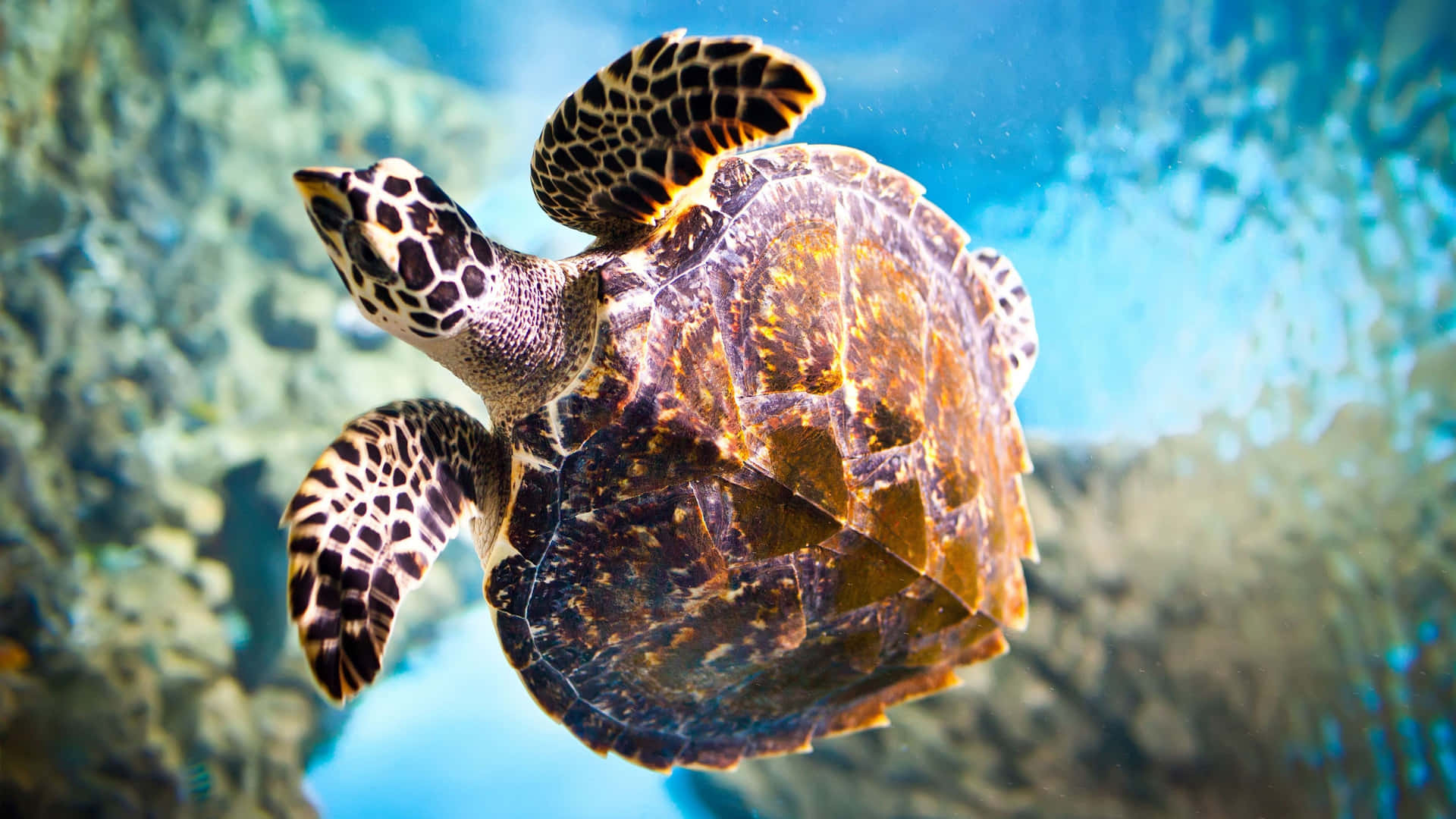 Glide Through the Sea - A sea turtle enjoys a leisurely swim in the ocean.