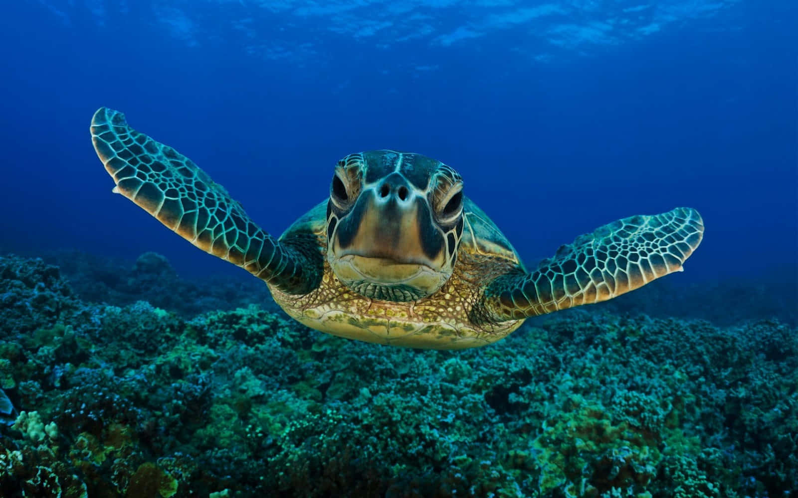 A sea turtle swims gracefully through the tranquil ocean