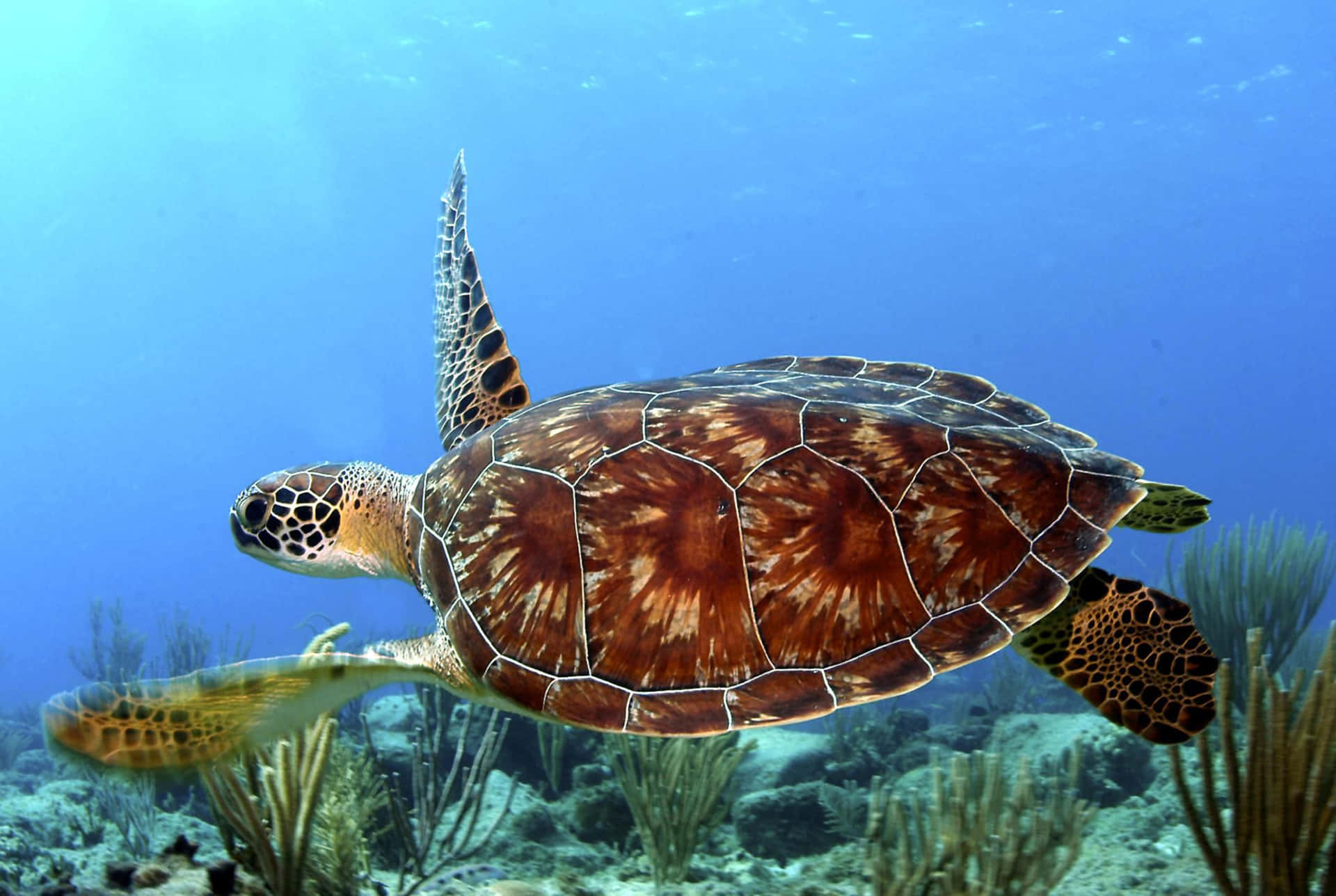 A beautiful sea turtle gliding through a calm ocean