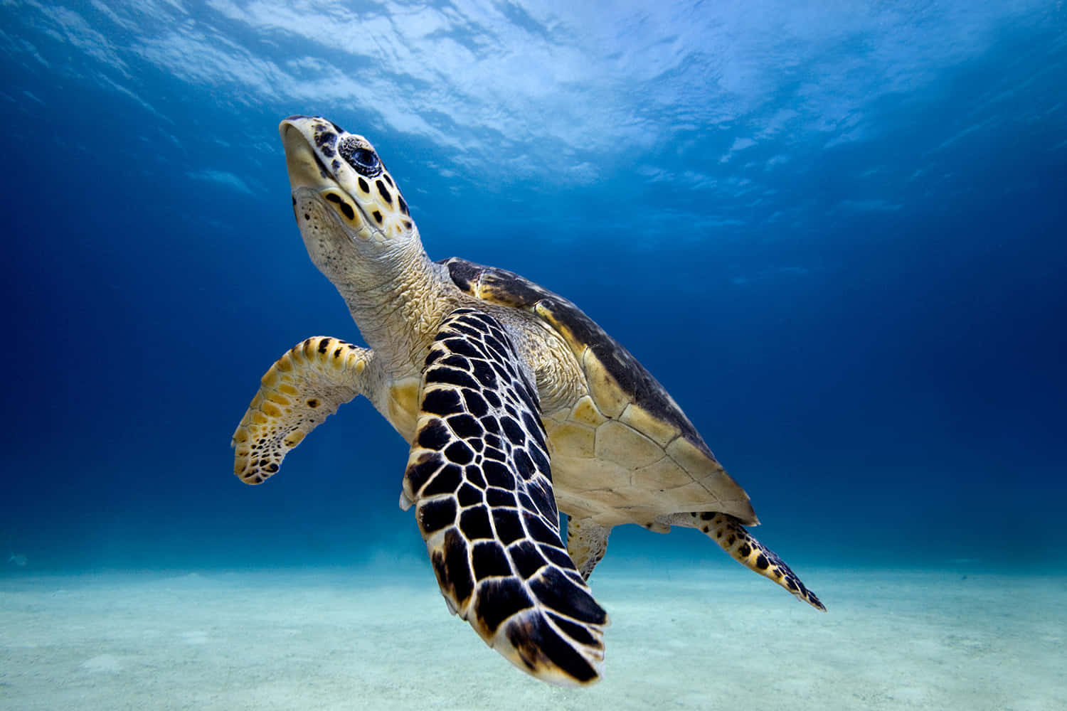 Einegrüne Meeresschildkröte Schwimmt Unter Wasser.