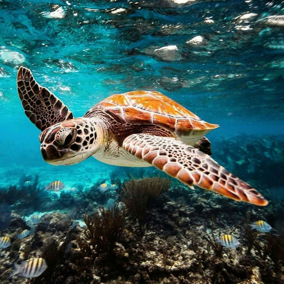 "A beautiful green sea turtle swims against a backdrop of bright coral reefs."