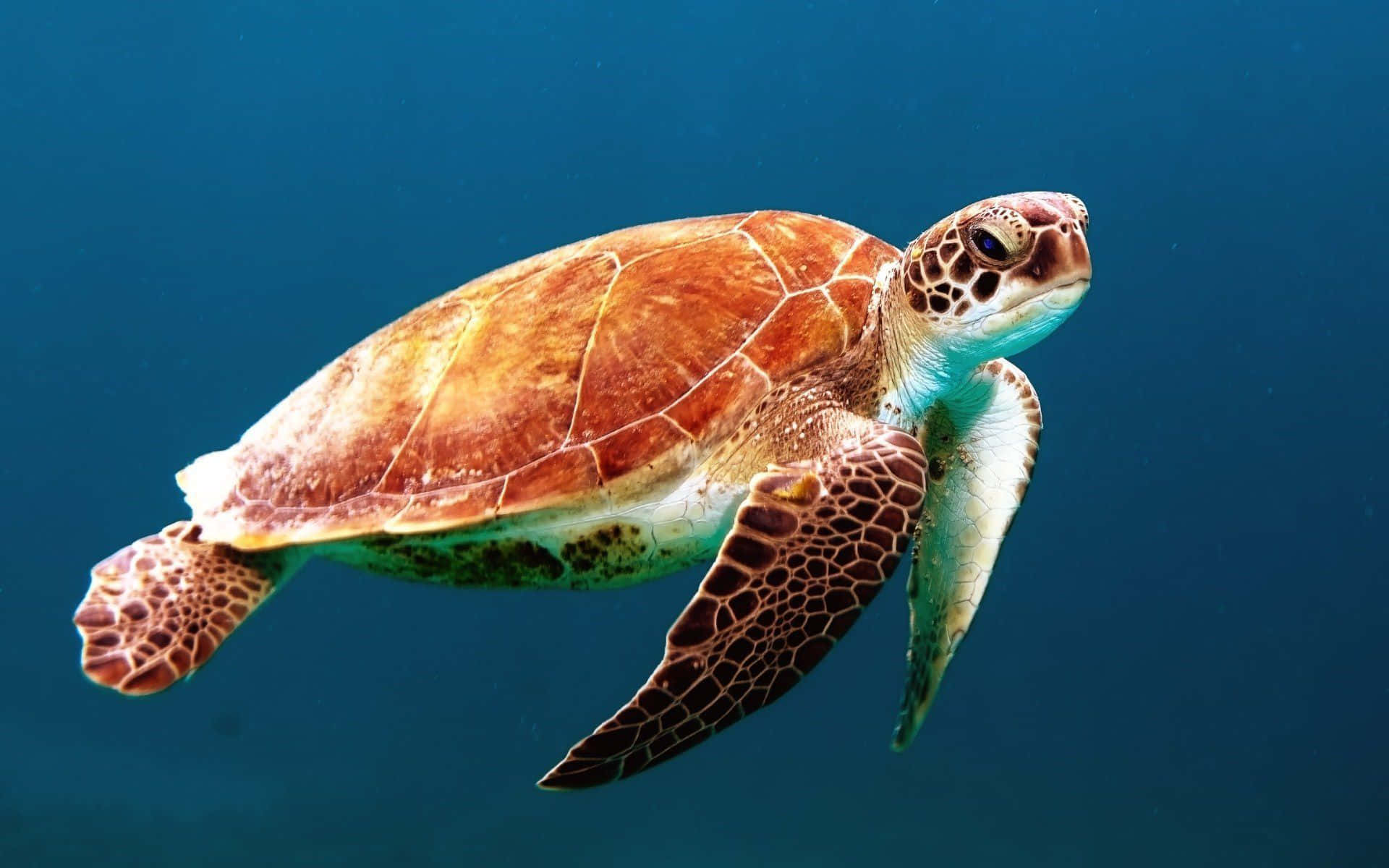 Enmajestätisk Havssköldpadda Som Kryssar Genom Sitt Fridfulla Habitat