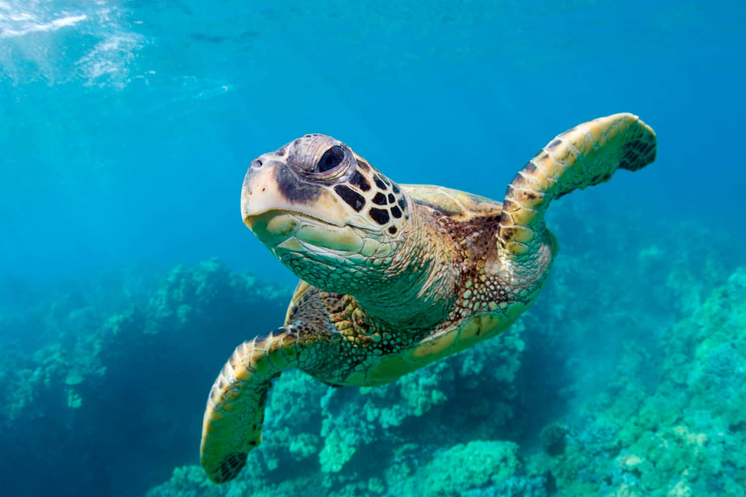 Einegrüne Meeresschildkröte, Die Im Ozean Schwimmt