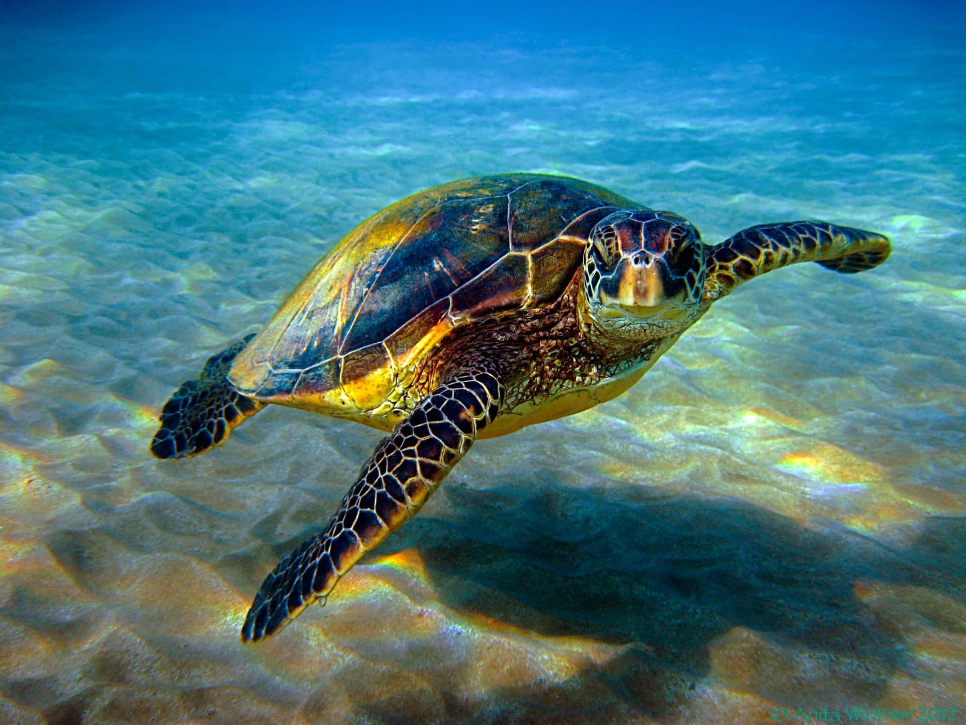 A peacefully swimming sea turtle in the calm and clear waters of the Caribbean.