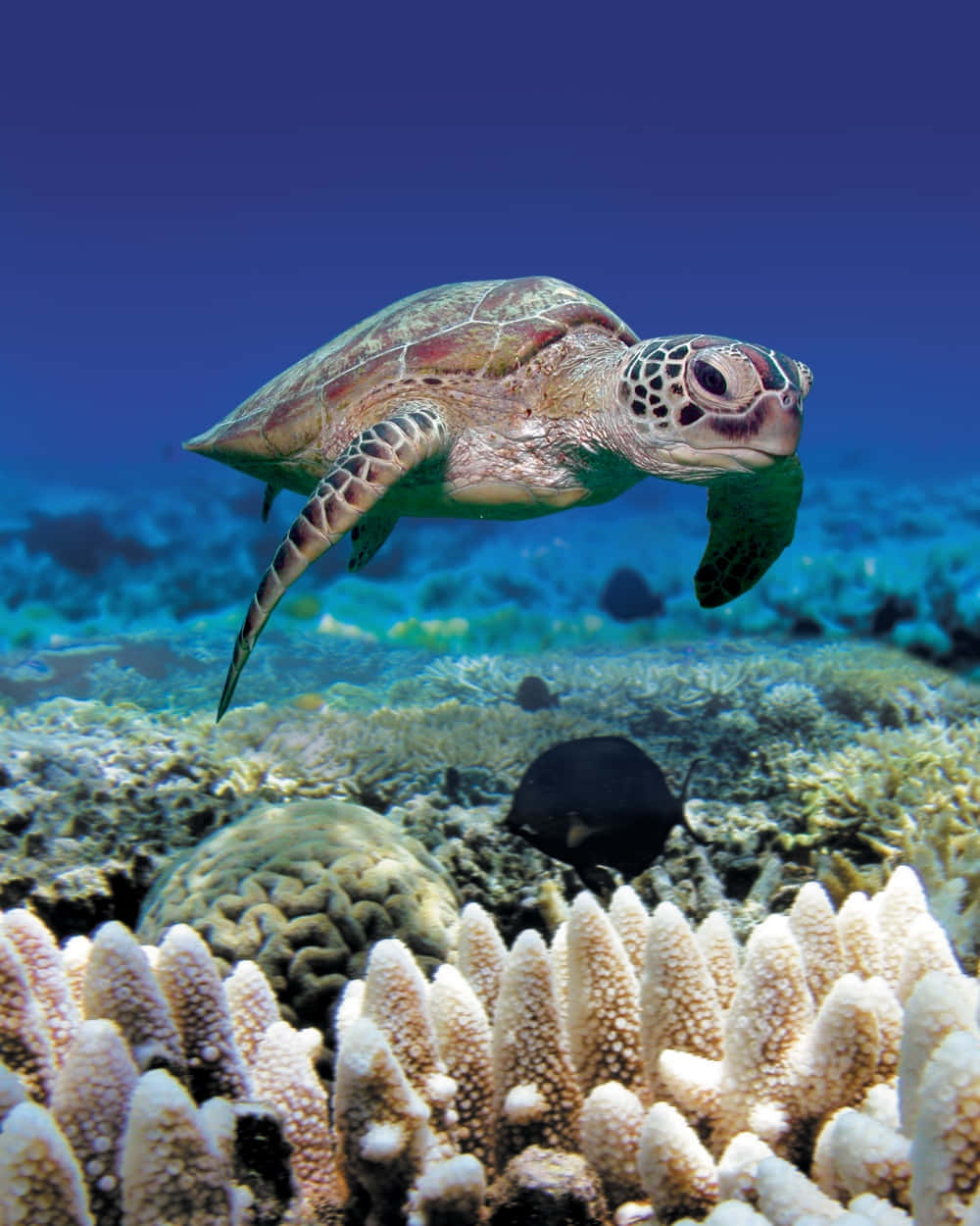Eingenauer Blick Auf Eine Meeresschildkröte