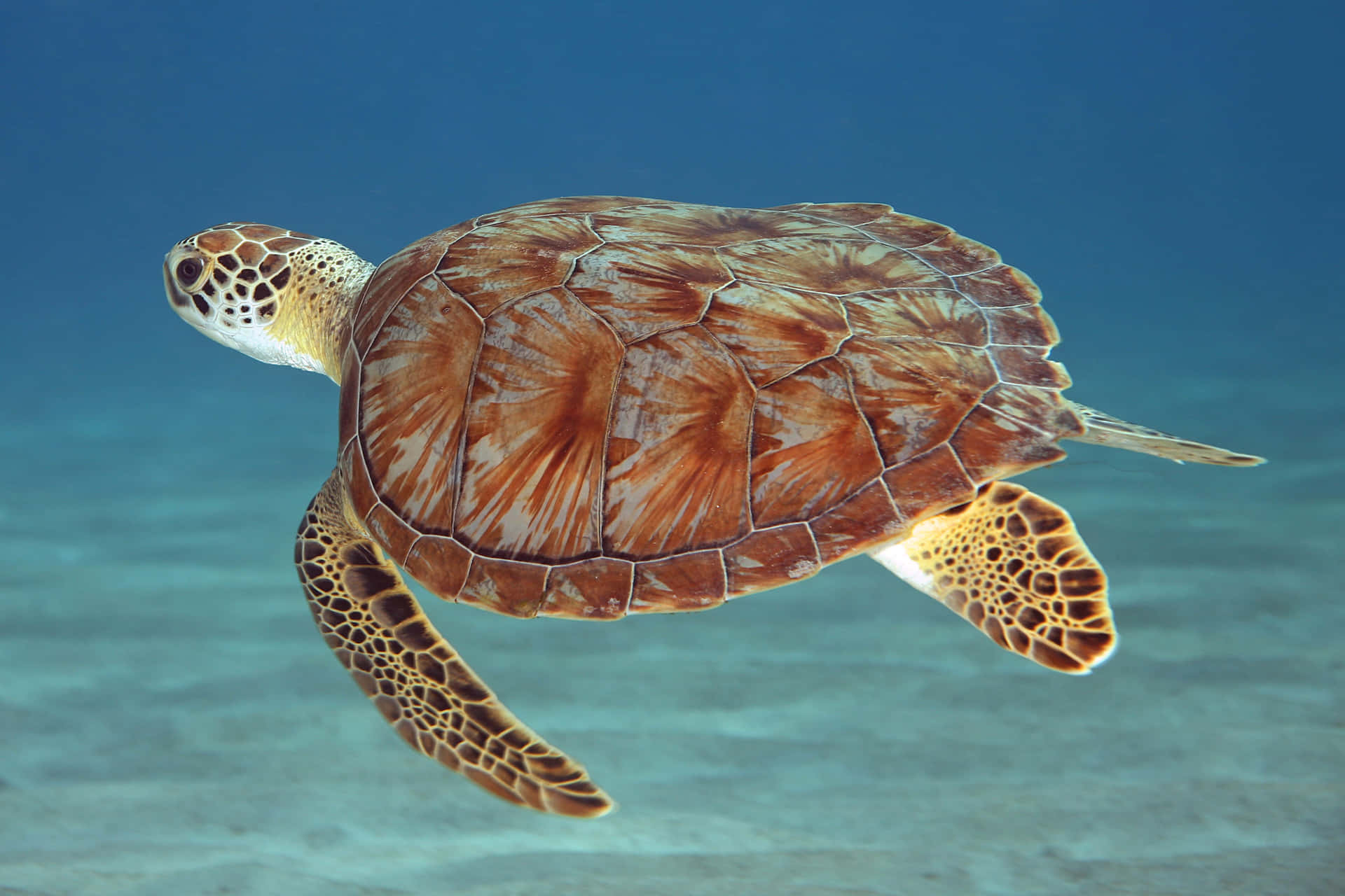 A Sea Turtle Emerging from the Ocean