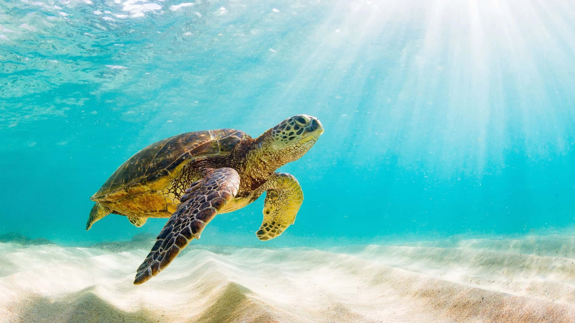 Enhavssköldpadda Simmar Fridfullt Under Ett Vibrerande Korallrev