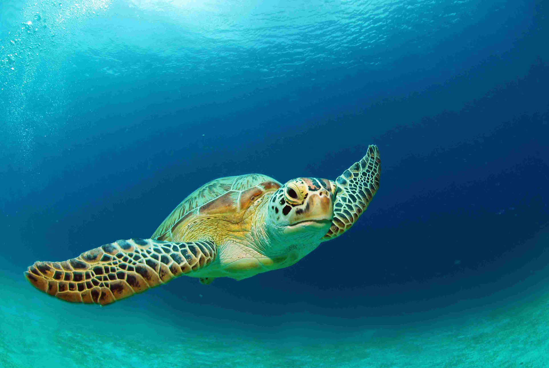 A peaceful sea turtle swimming in the ocean