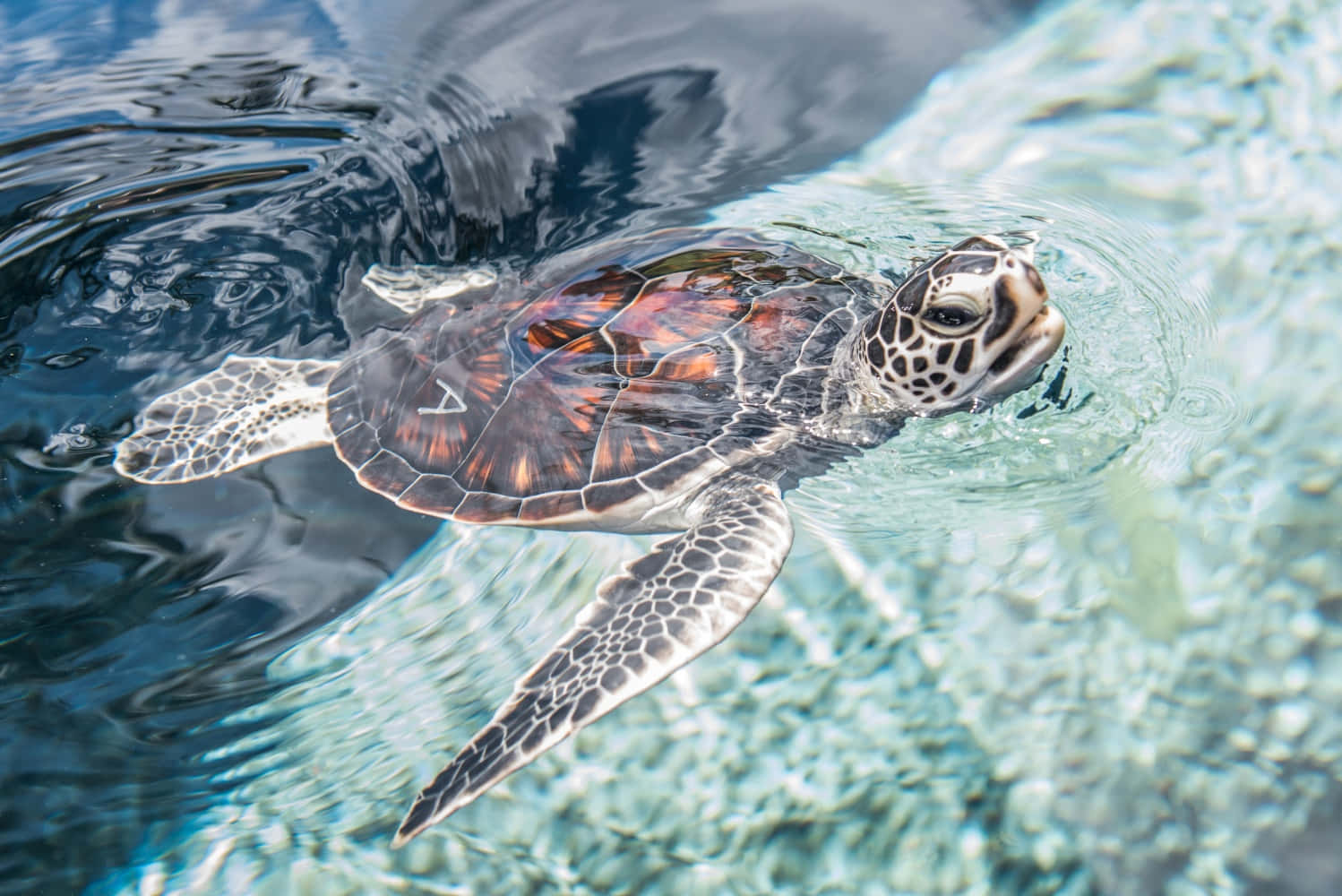 A majestic sea turtle swimming in the blue ocean