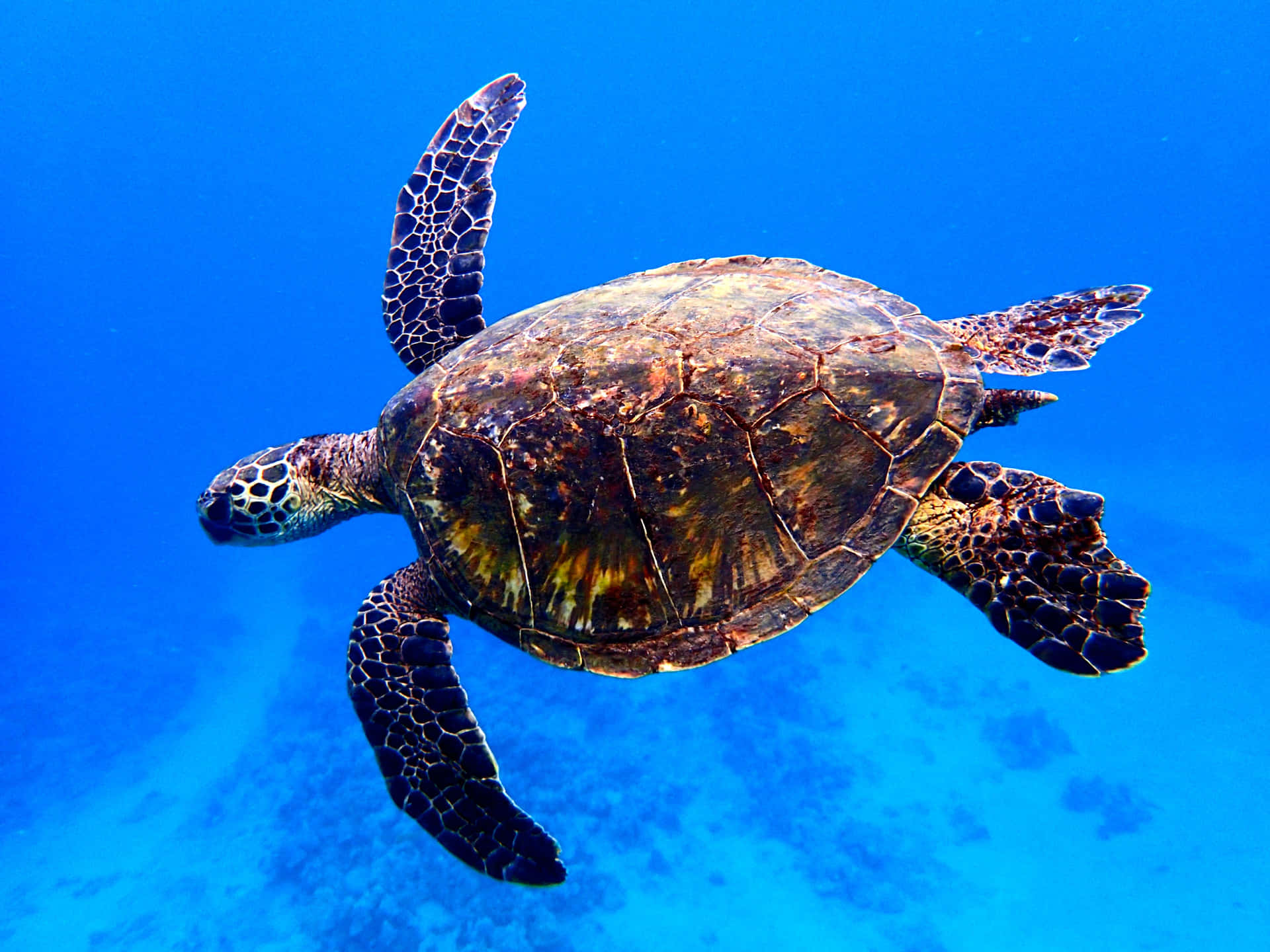 Einefriedliche Meeresschildkröte Sonnt Sich