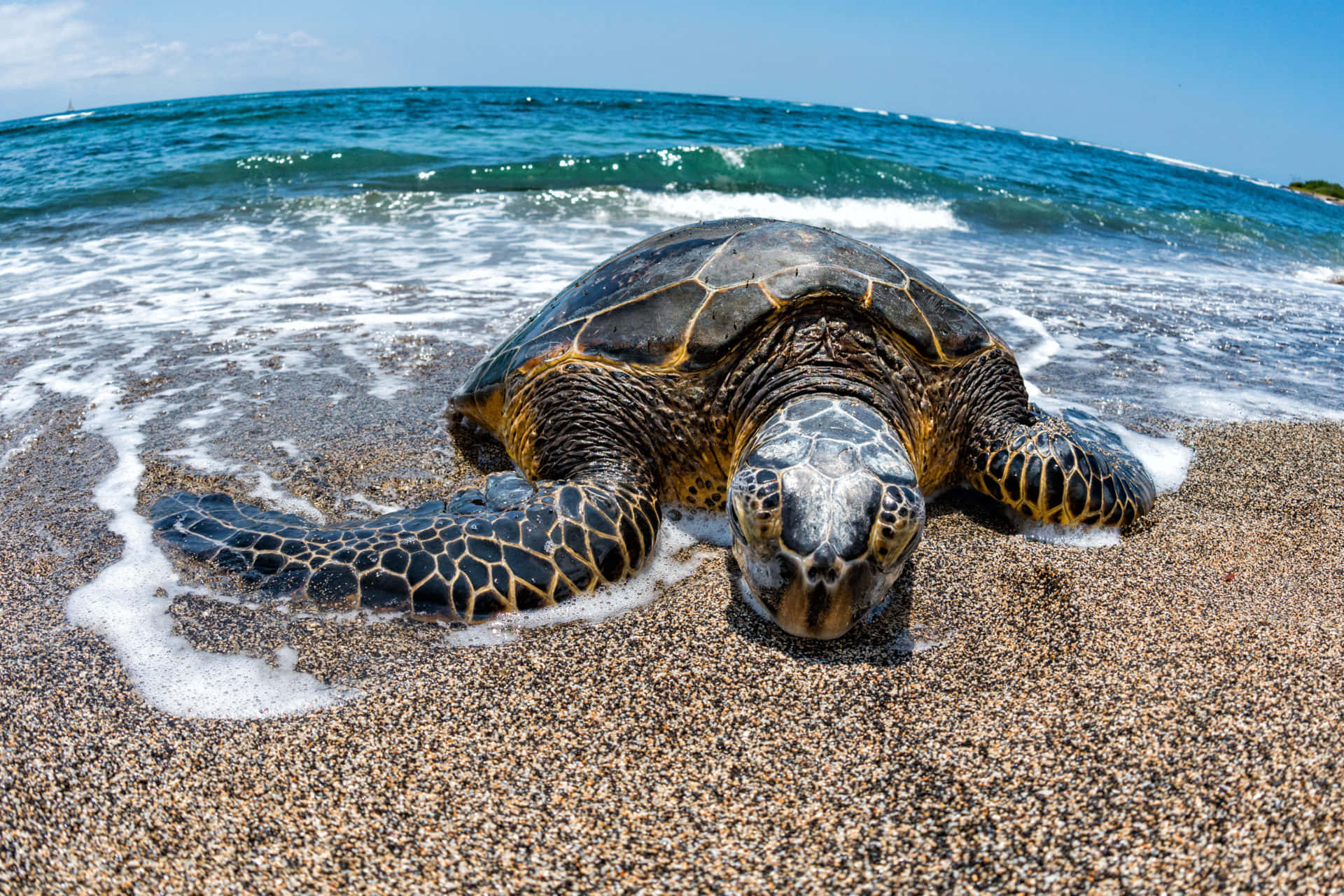 A beautiful sea turtle gliding through the ocean