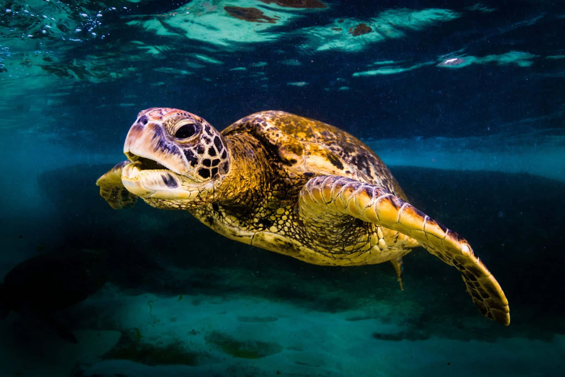 A Green Sea Turtle Swimming In The Ocean