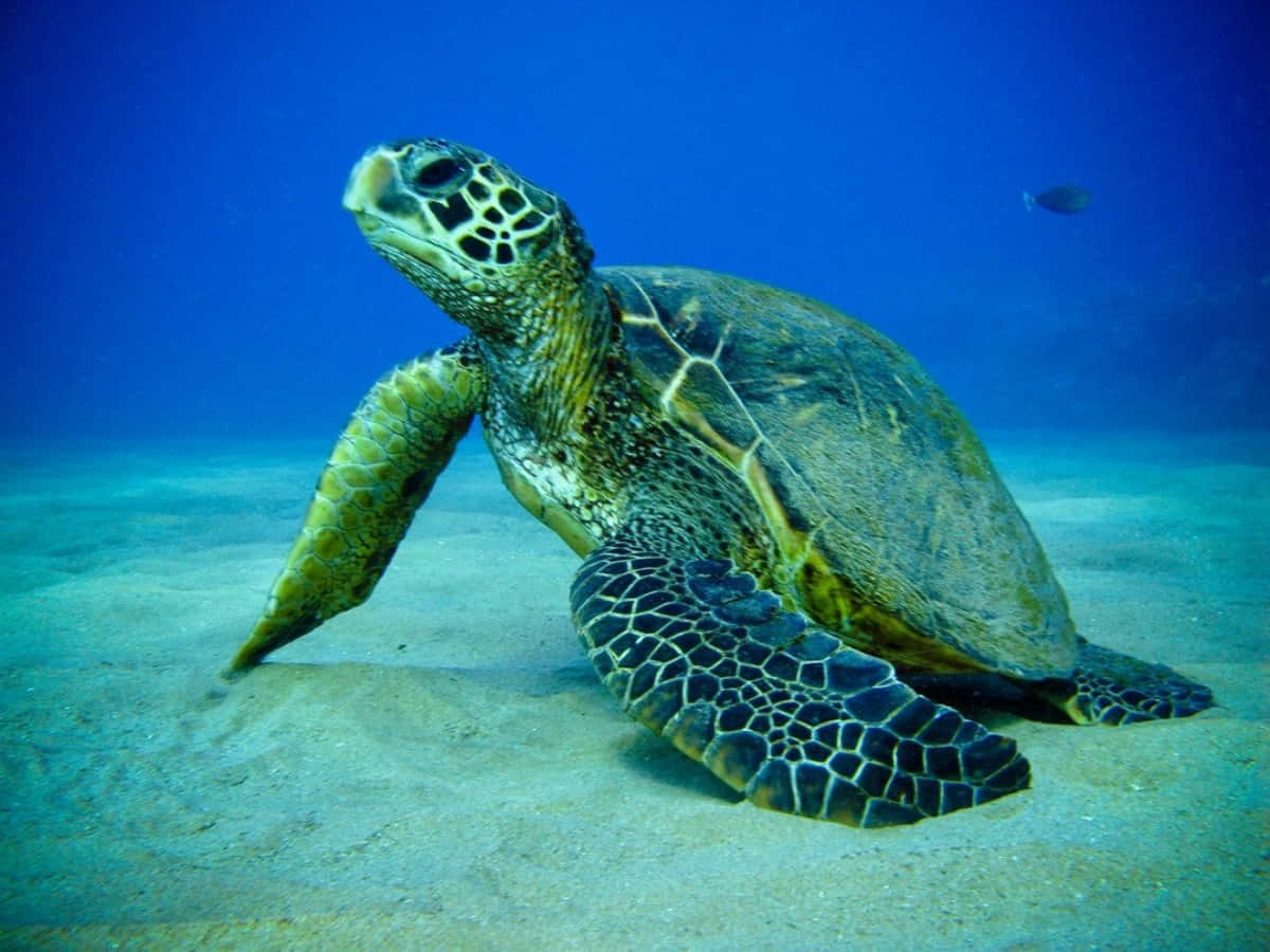 A beautiful sea turtle swimming in the clear blue ocean waves.