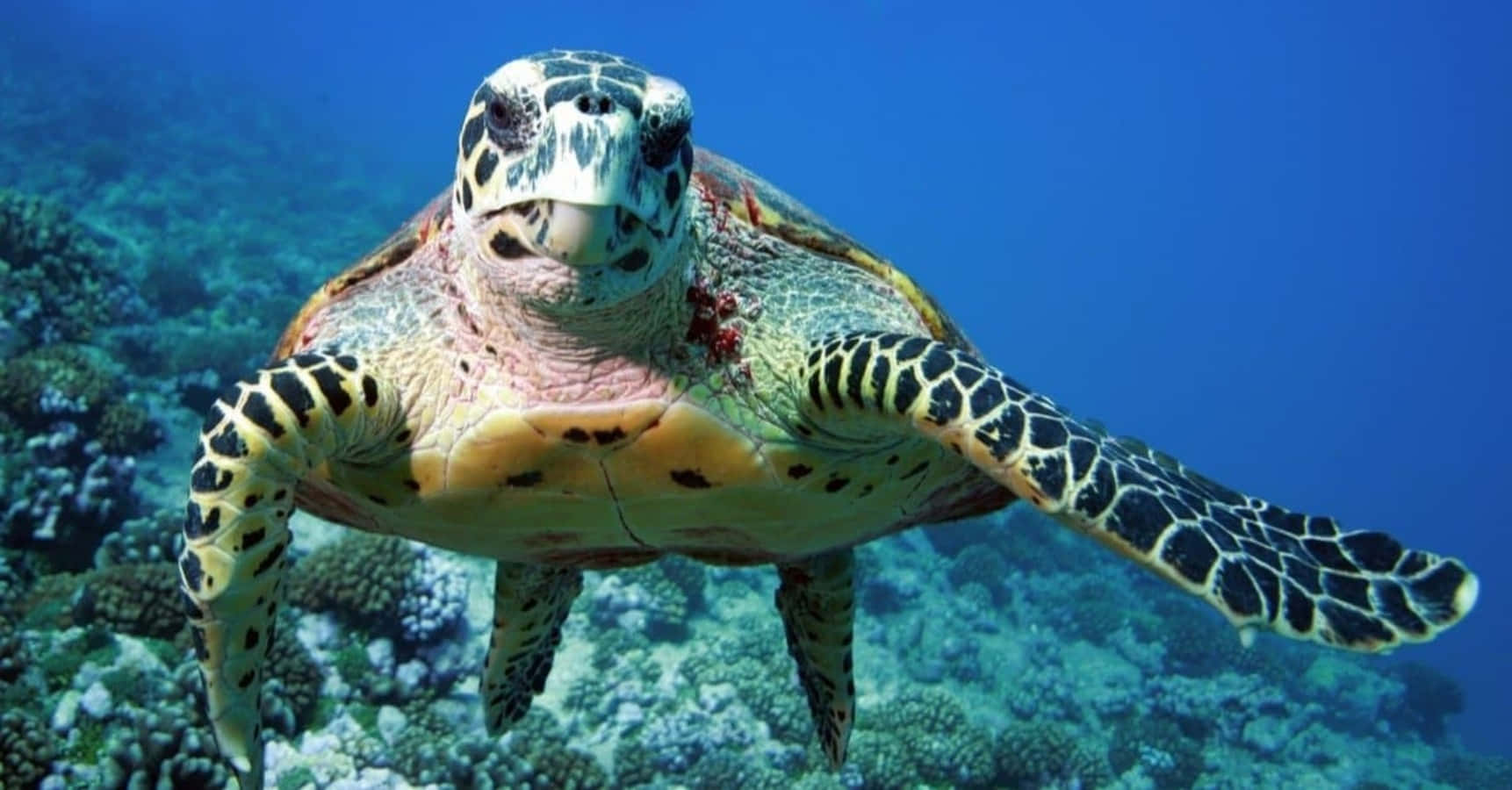 Engrön Sköldpadda Som Simmar I Havet