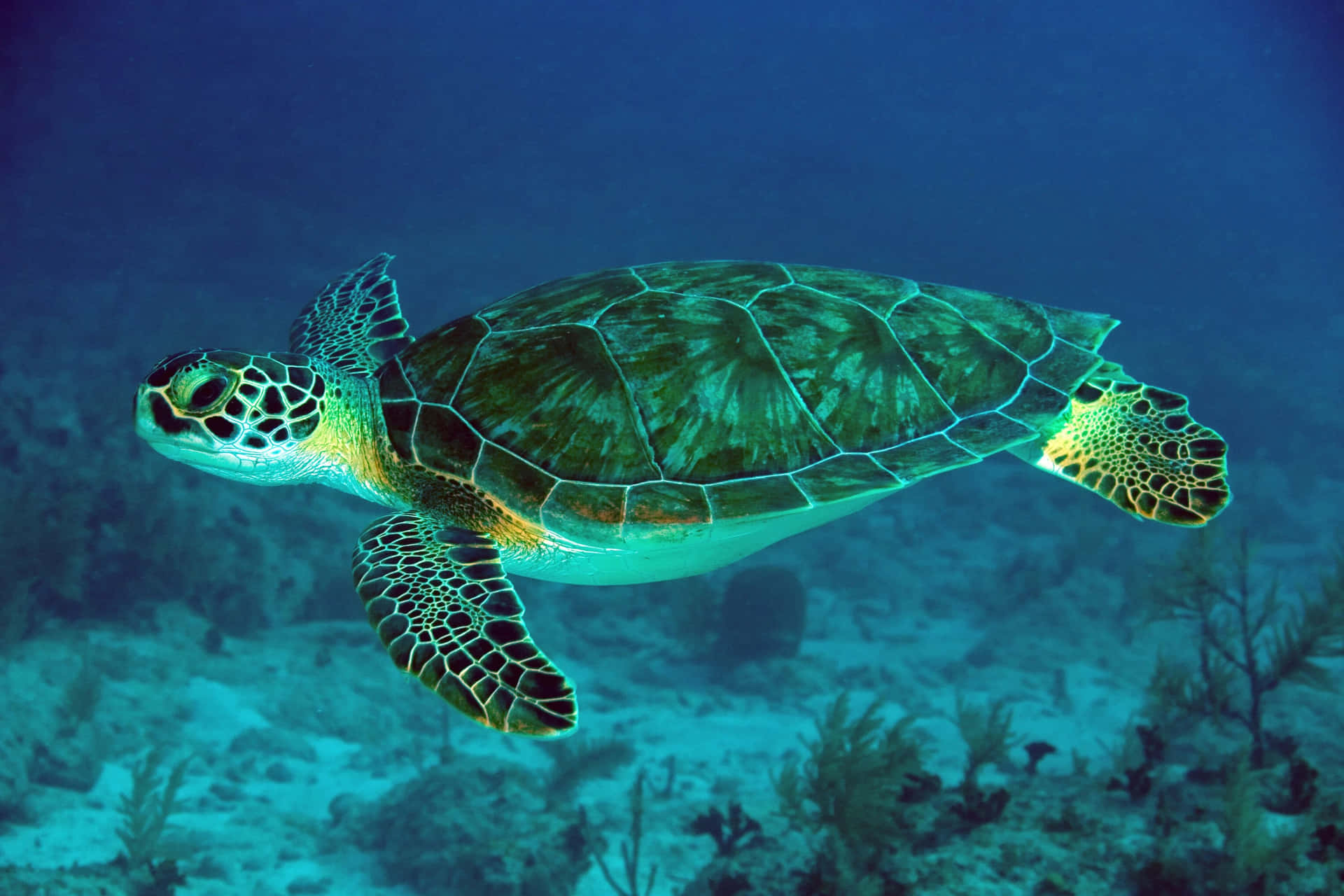 Havskildpaddensvømmer I Sit Naturlige Miljø.