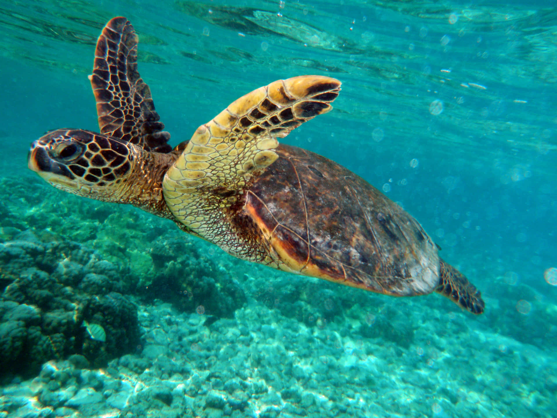 The beauty of a majestic sea turtle swimming in the Caribbean Sea.