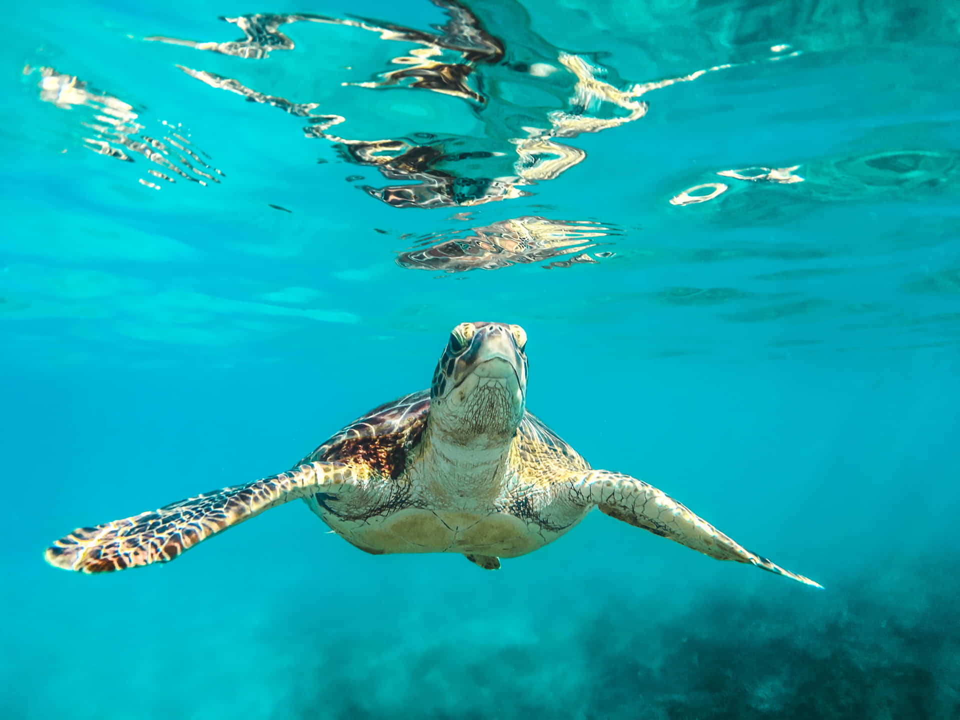 Sea Turtle Living Its Best Life