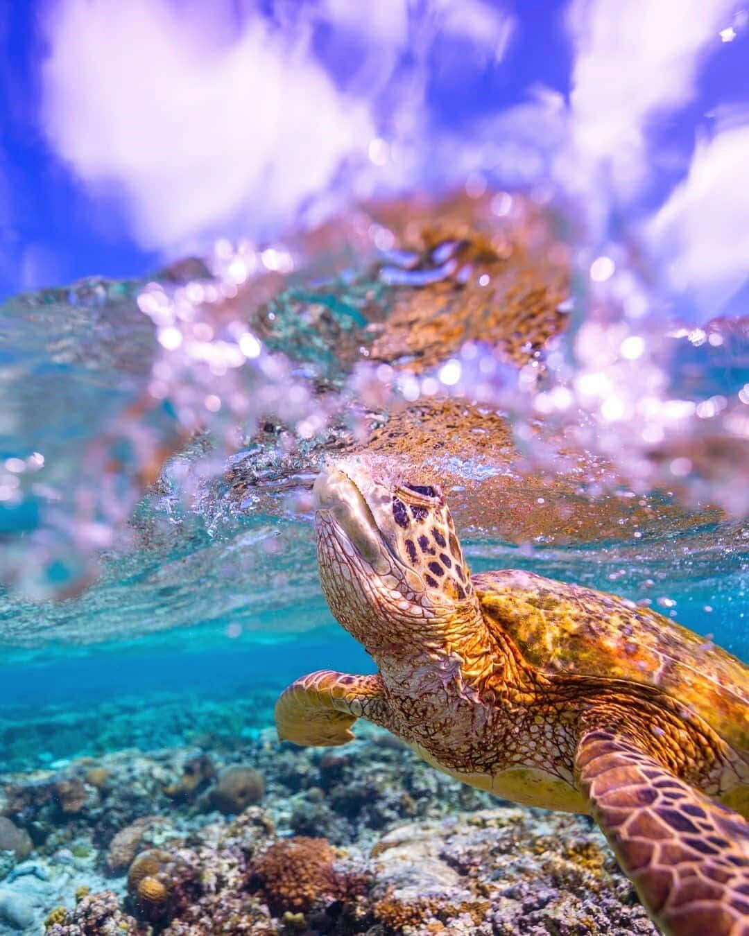 Majestætiskhavskildpadde Svømmer I Havet.