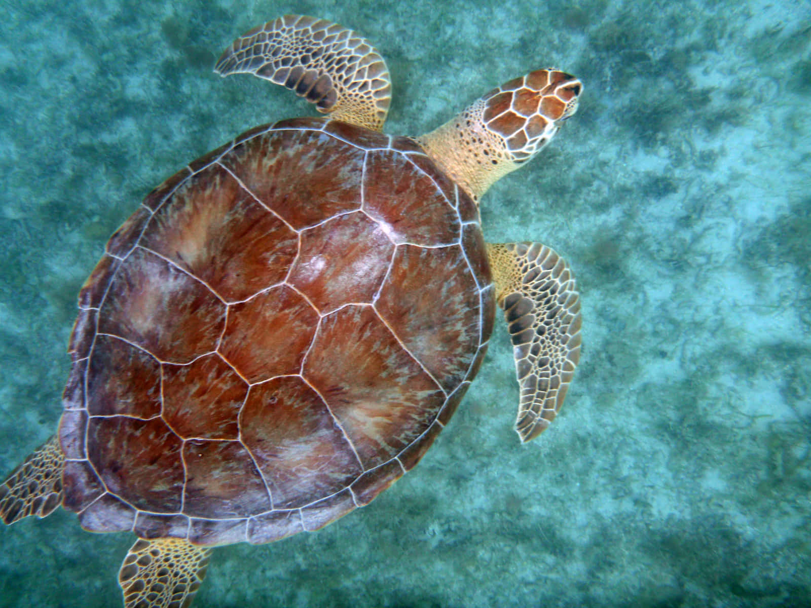A graceful sea turtle swimming in the tropical ocean