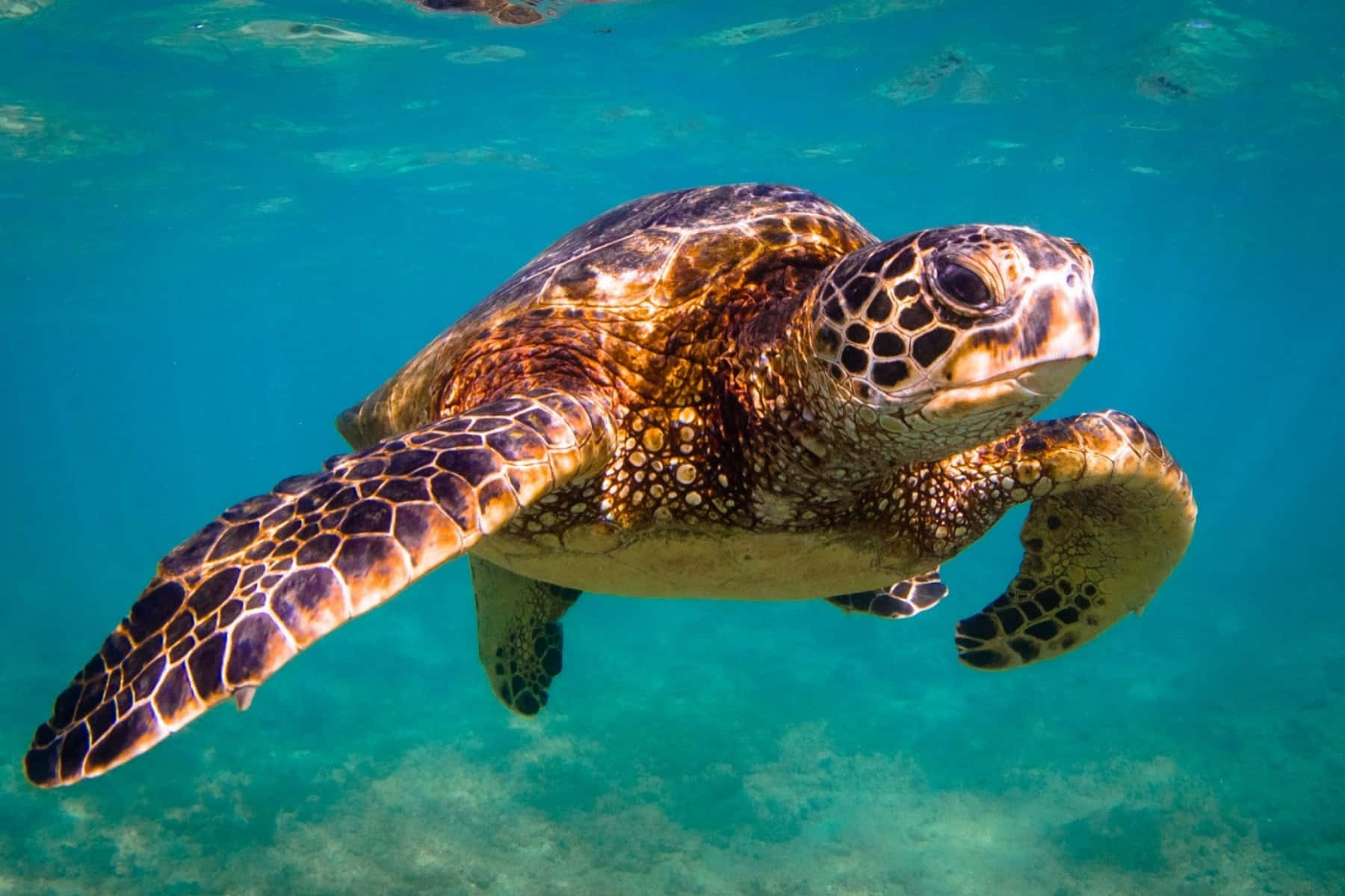 Einprächtige Meeresschildkröte Schwimmt Frei Im Offenen Ozean.