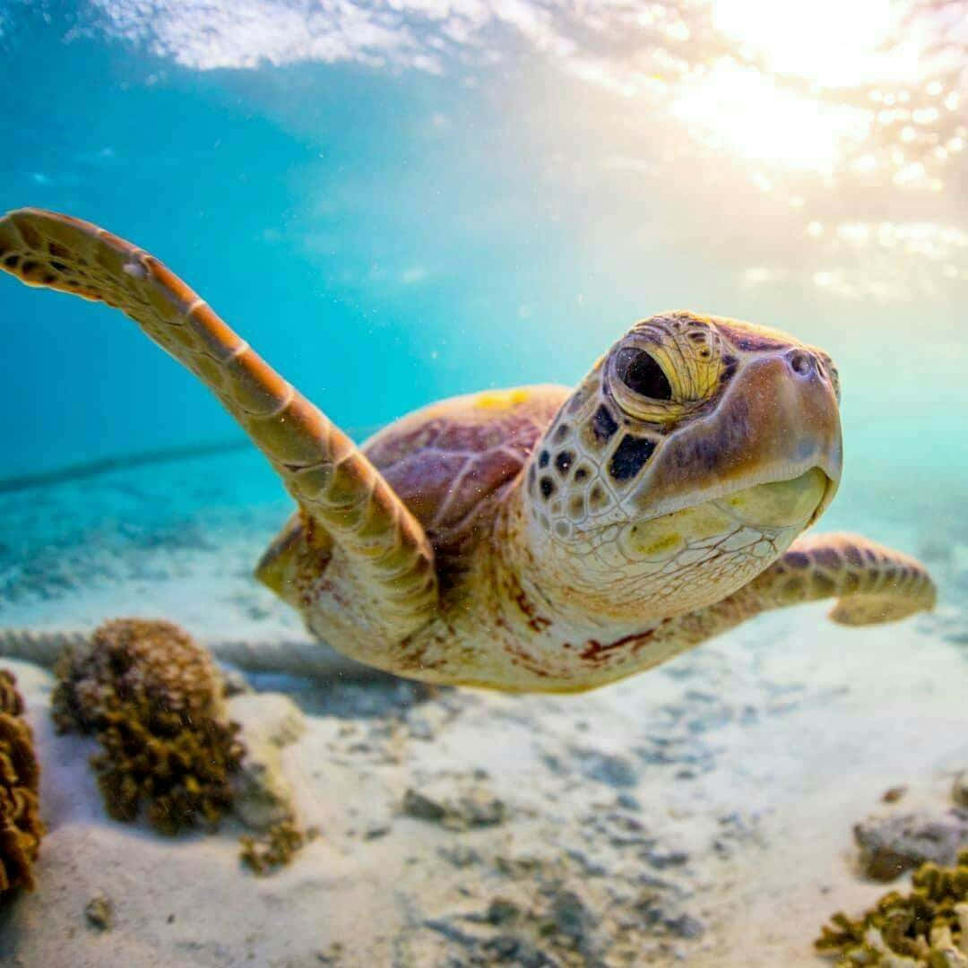 Einemeeresschildkröte Schwimmt Langsam Zur Oberfläche.