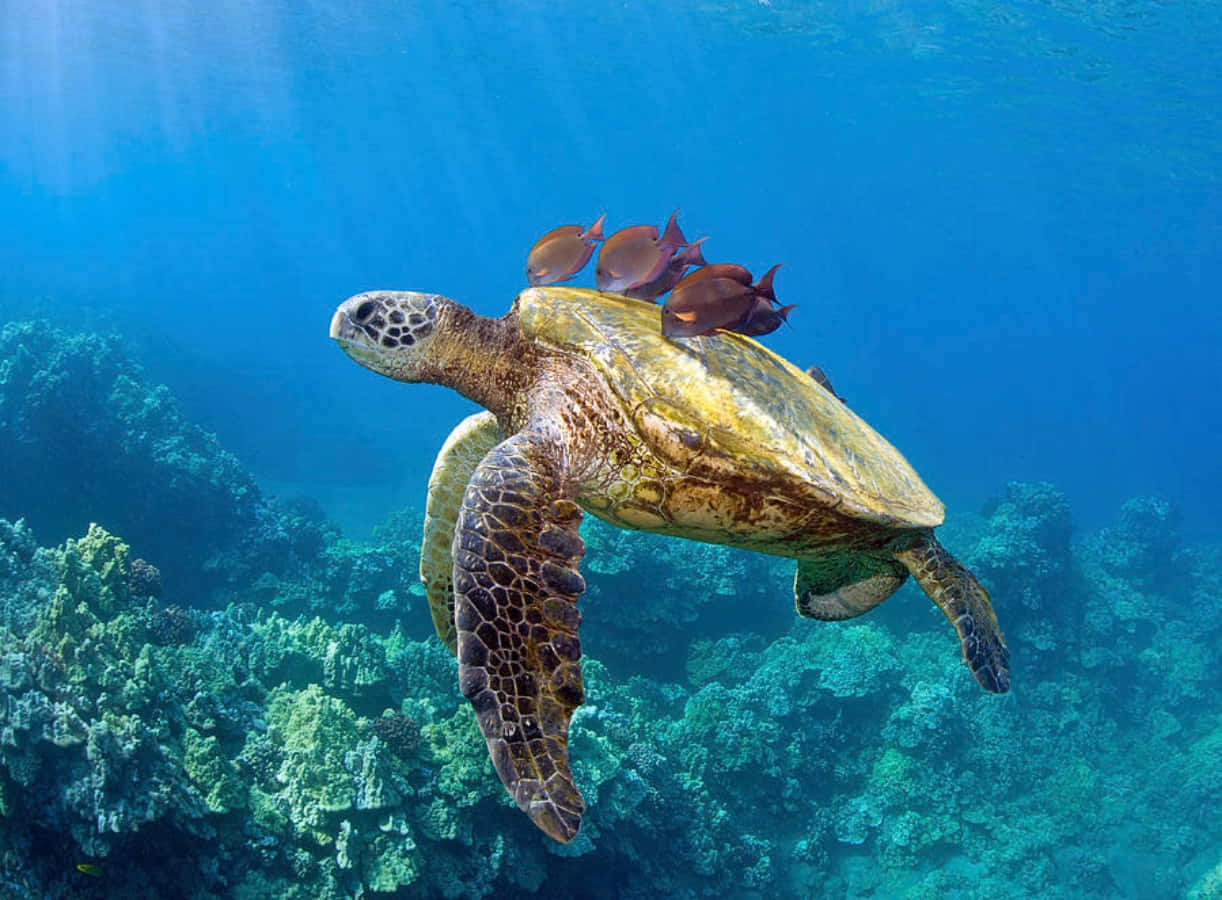 Joyful sea turtle cruising in the ocean