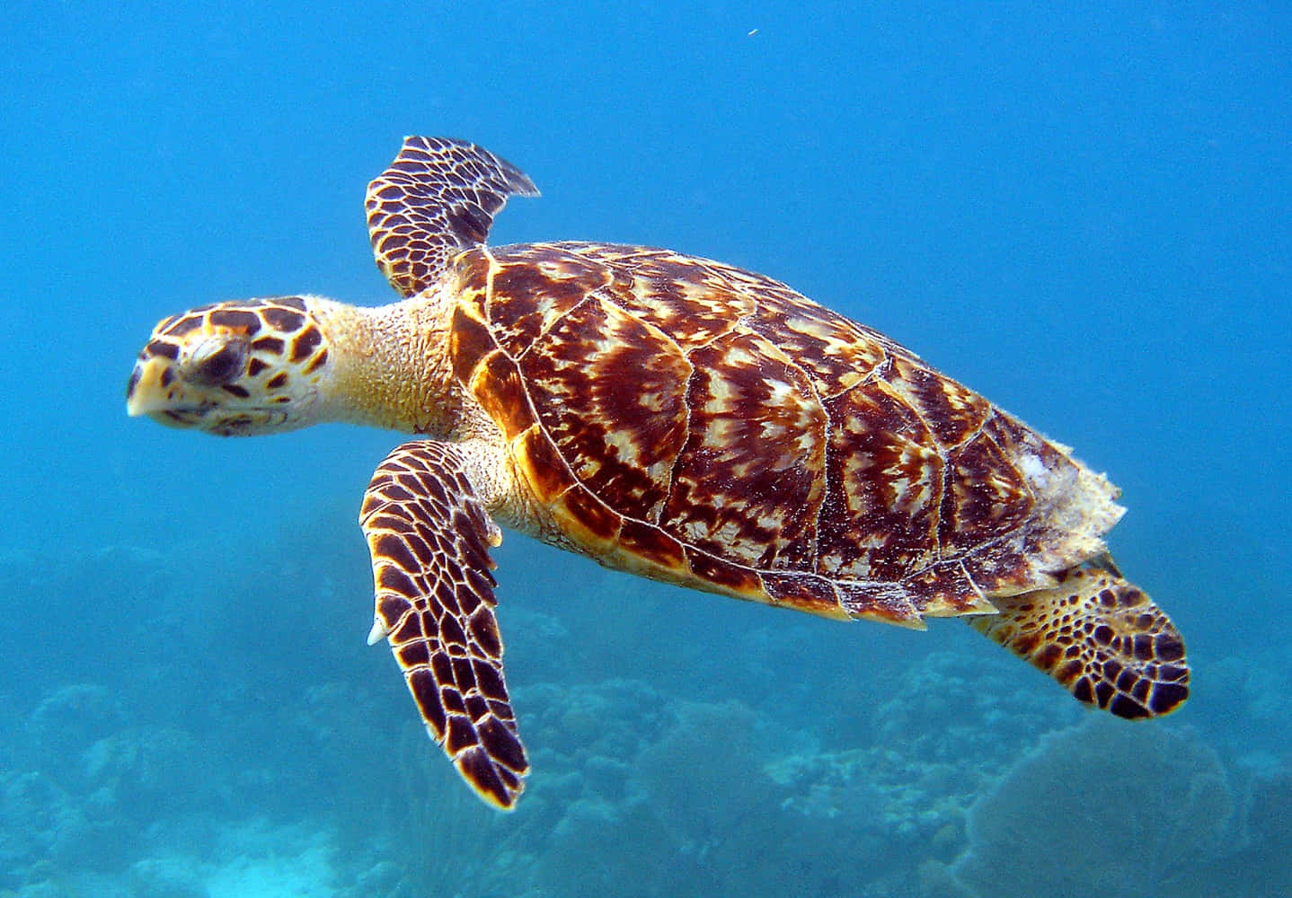 A Sea Turtle soaks up the sun in its beautiful habitat.