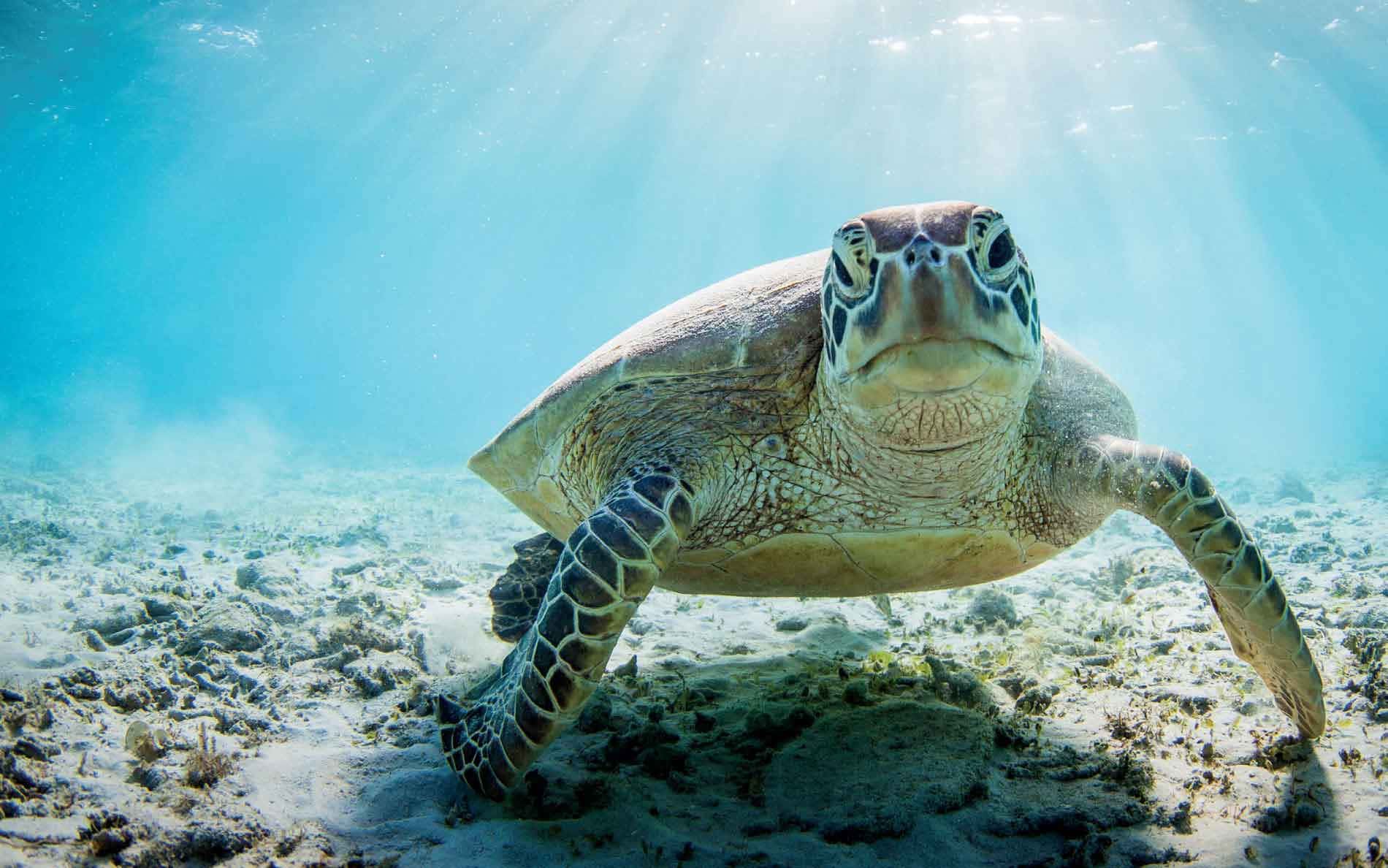 Engrøn Havskildpadde Svømmer I Oceanet.
