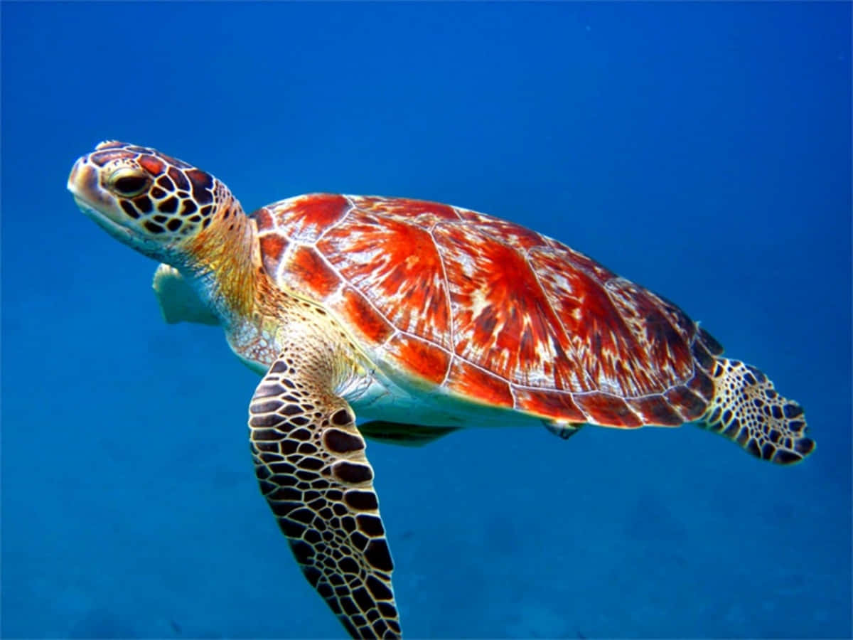 Eineschildkröte, Die Im Ozean Schwimmt.