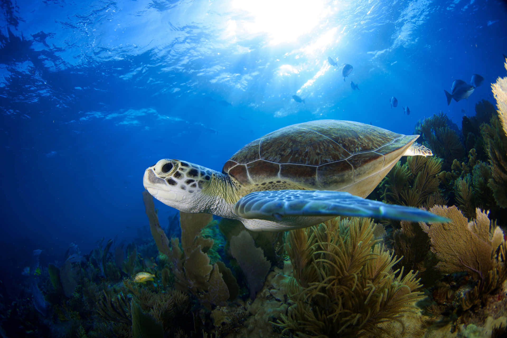 Einemajestätische Meeresschildkröte Gleitet Elegant Durch Das Karibische Blau.