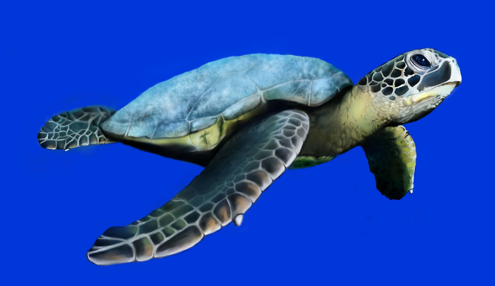 Einemeeresschildkröte Navigiert Elegant Durch Die Warmen Ozeanwasser.