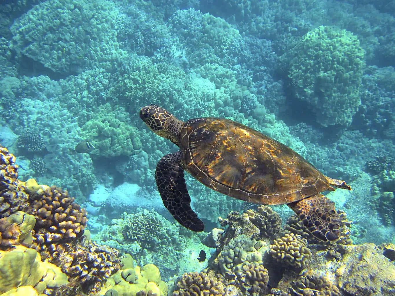 Einemajestätische Meeresschildkröte, Die Frei Im Tiefblauen Ozean Schwimmt.
