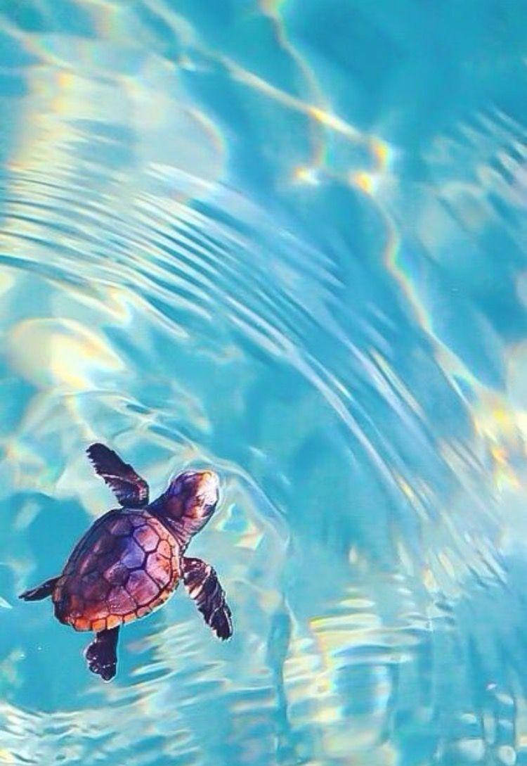 Sea Turtle Ripples Iphone Wallpaper
