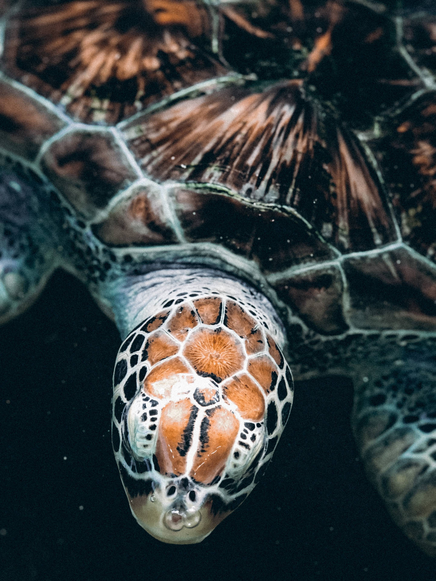 Dieknochige Schale Der Meeresschildkröte Wallpaper