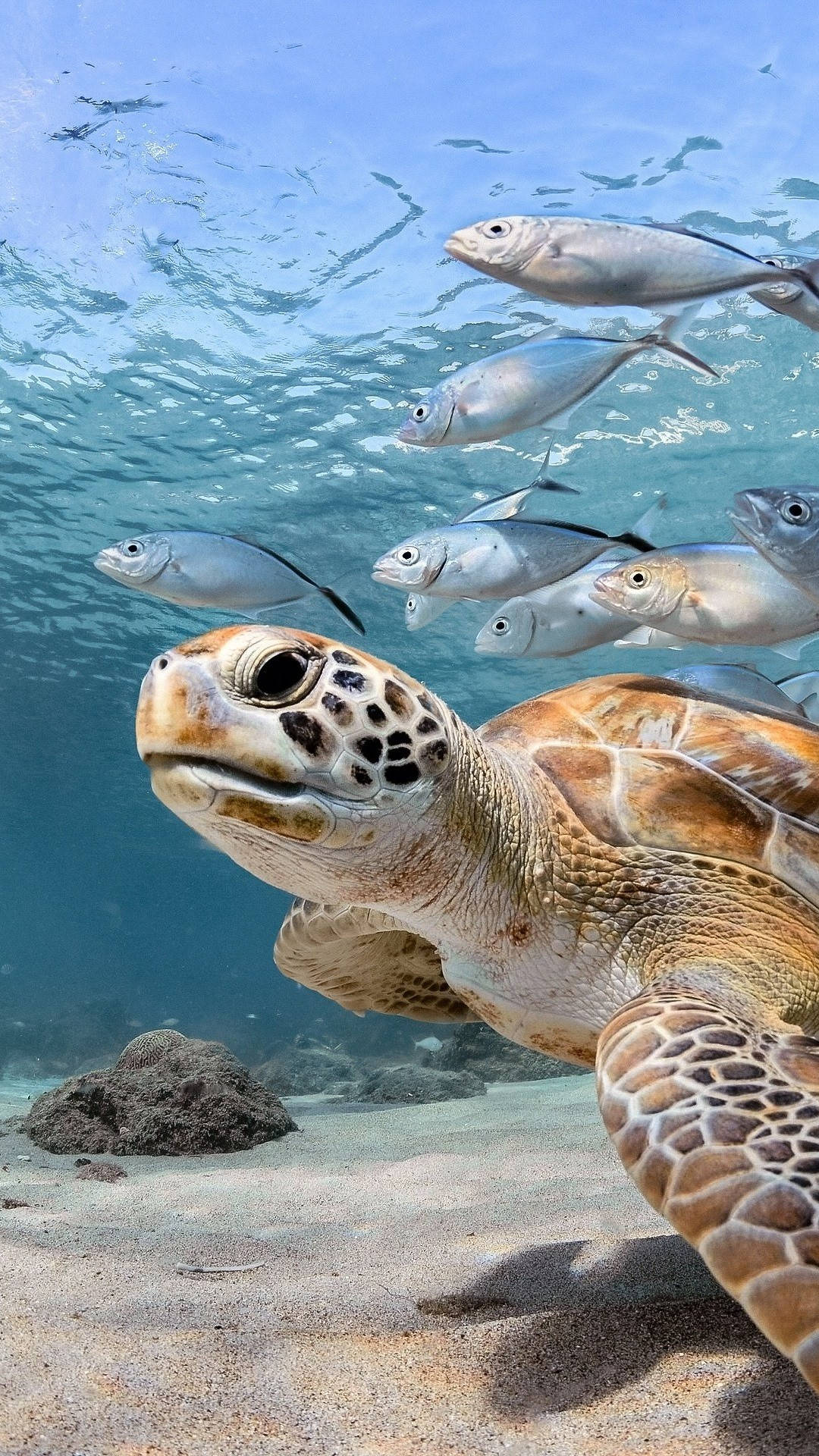 Sea Turtle School Fish iPhone Wallpaper