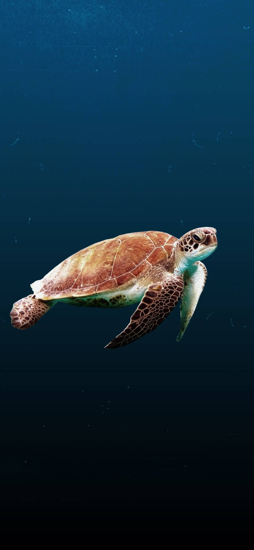 Sea Turtle Side View iPhone Wallpaper