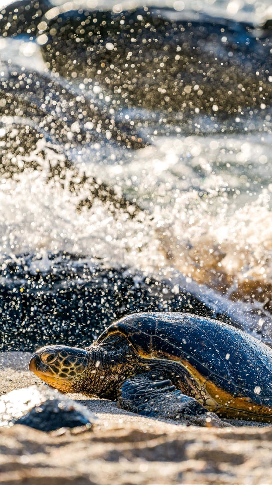 Sea_ Turtle_ Splashed_by_ Waves.jpg Wallpaper