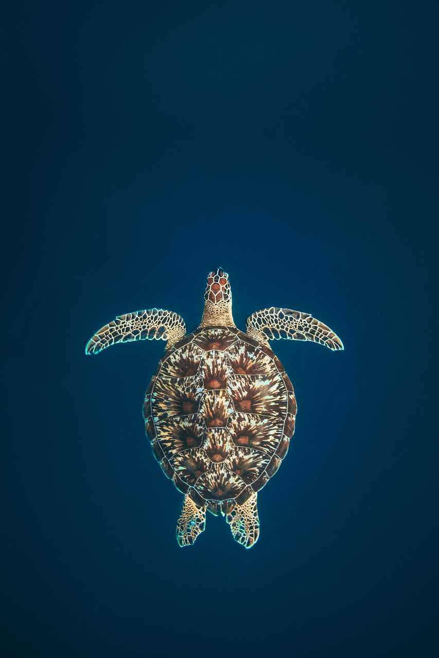 Sea Turtle Straight iPhone Wallpaper