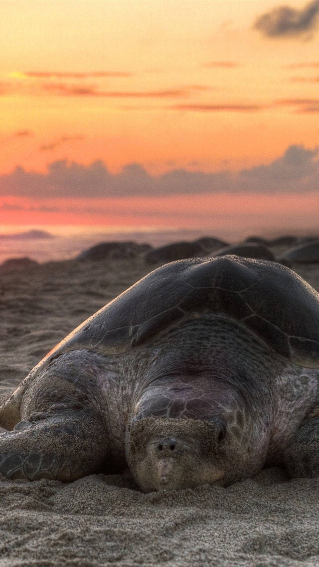 Havssköldpaddasolnedgång Iphone Wallpaper