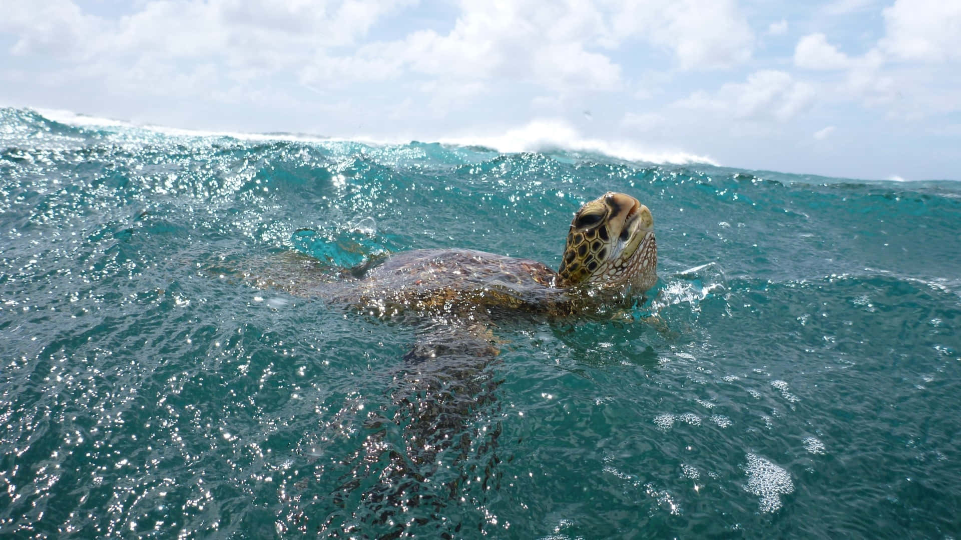 Sea Turtle Surfacing Ocean Waves Wallpaper