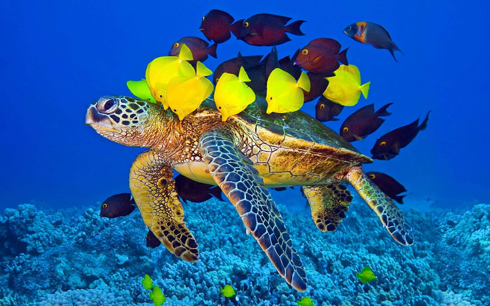Sea Turtle Surrounded By Fishes Wallpaper