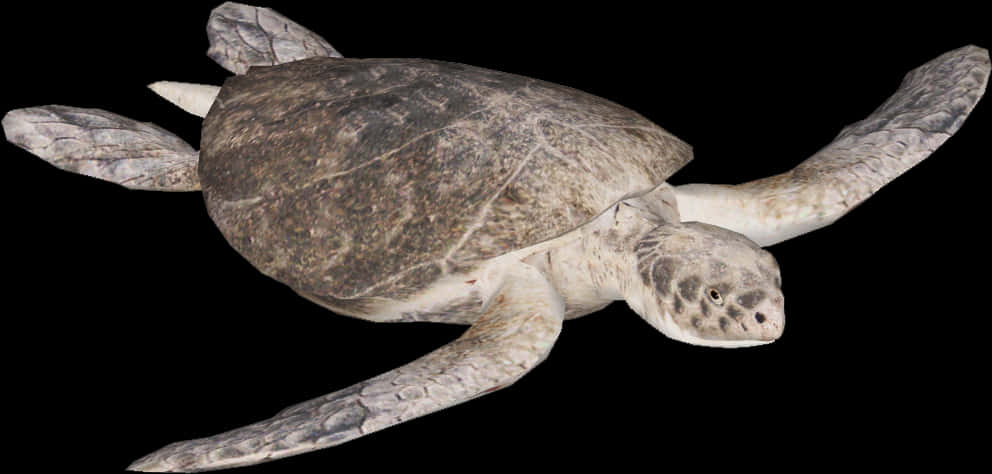 Sea Turtle Swimming Black Background PNG