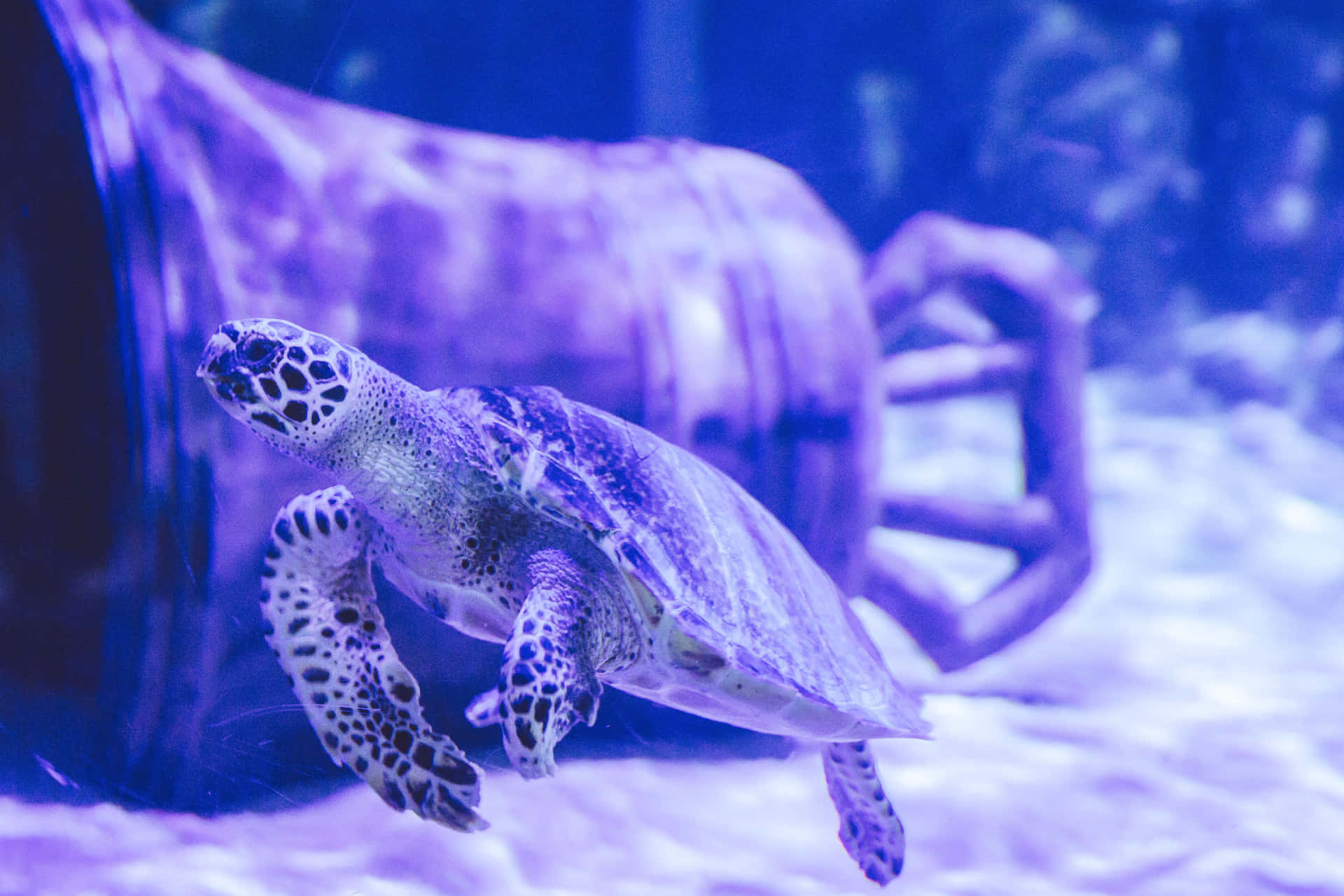 Sea_ Turtle_ Swimming_ Kelly_ Tarltons_ Aquarium Wallpaper