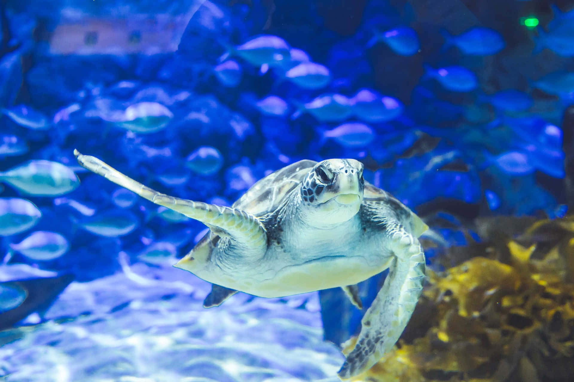 Sea Turtle Swimming Kelly Tarltons Aquarium Wallpaper