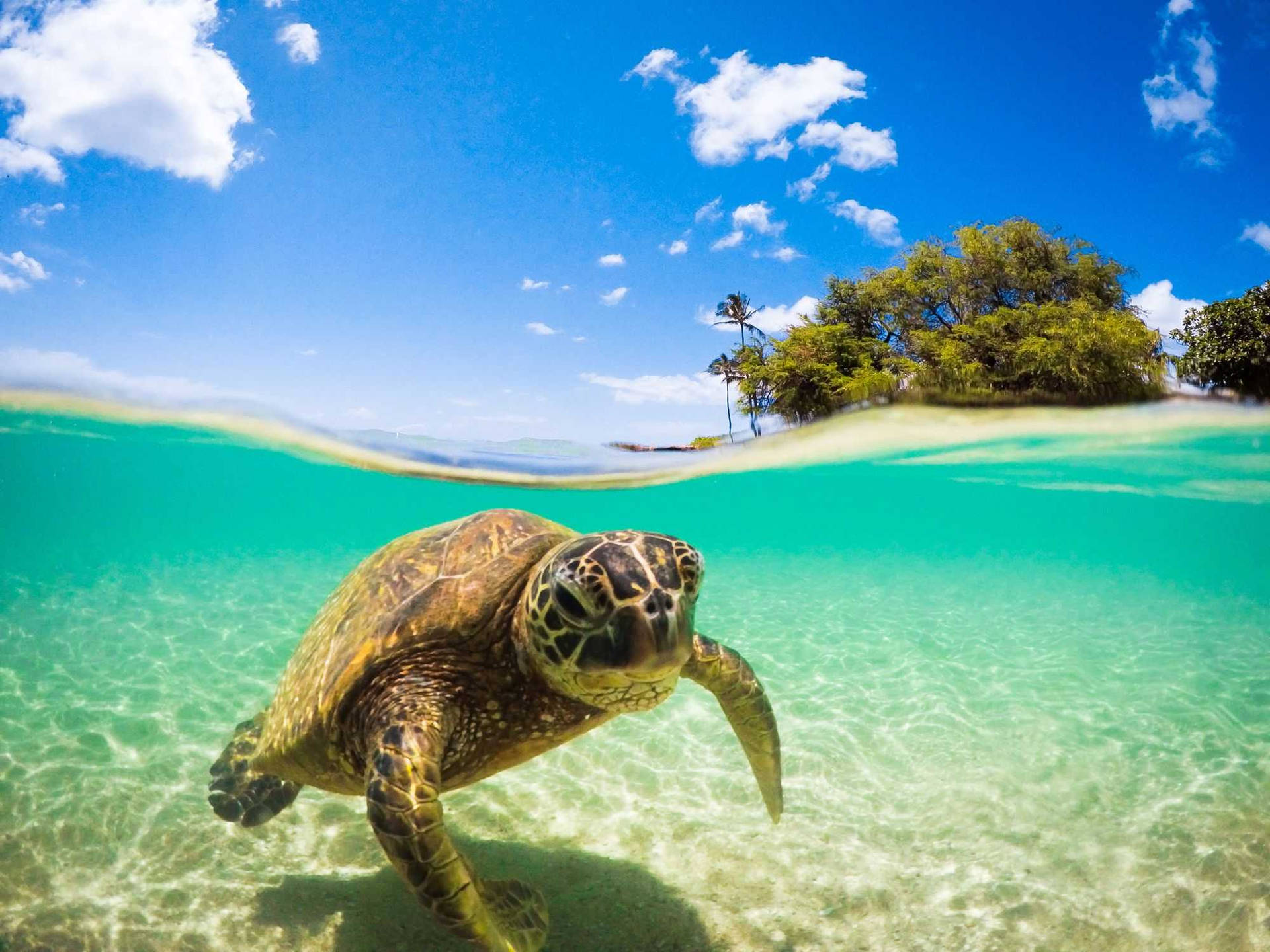 Sea Turtle Swimming Near An Island Wallpaper
