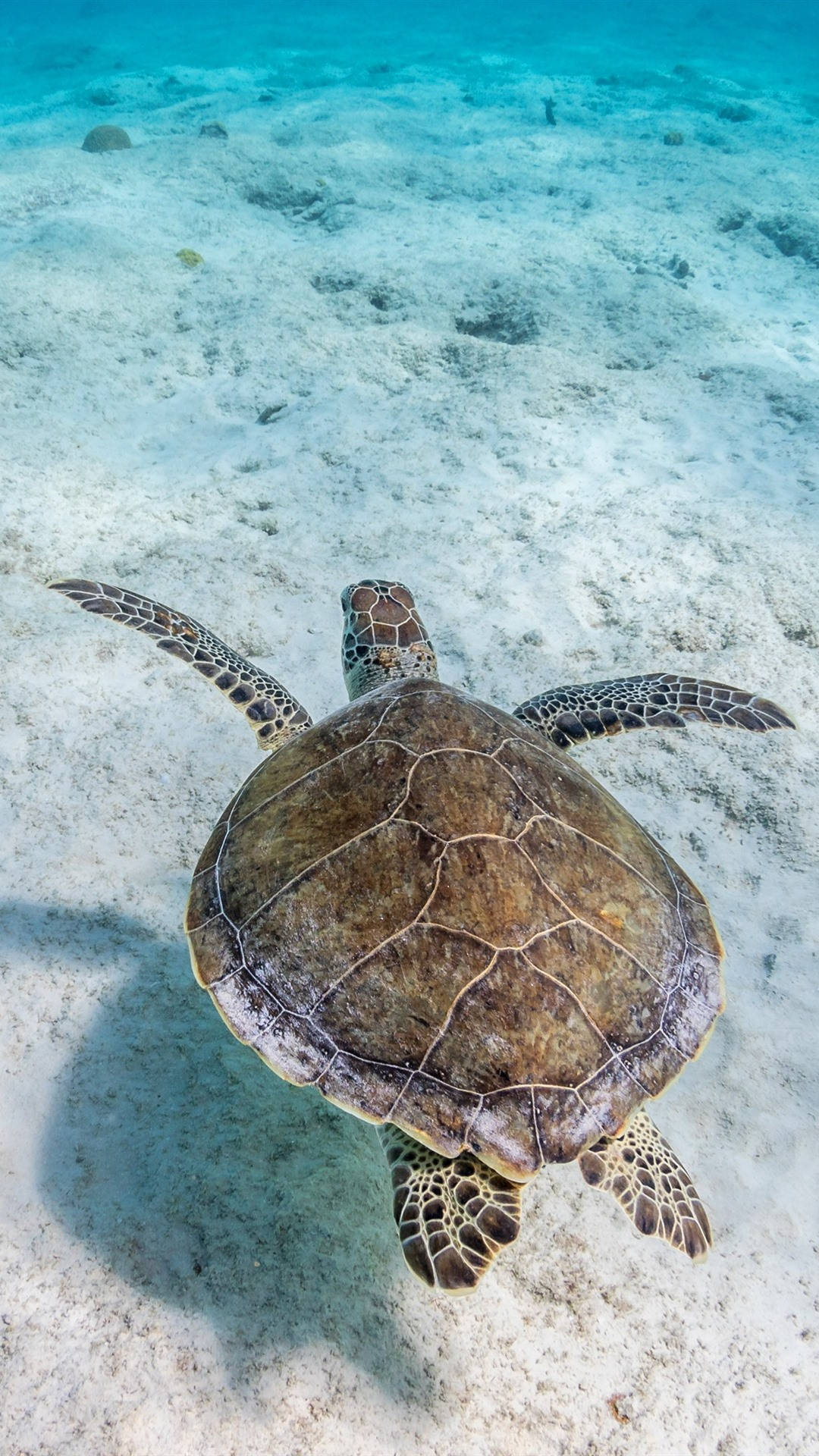 Download Sea Turtle Swimming Over iPhone Wallpaper | Wallpapers.com