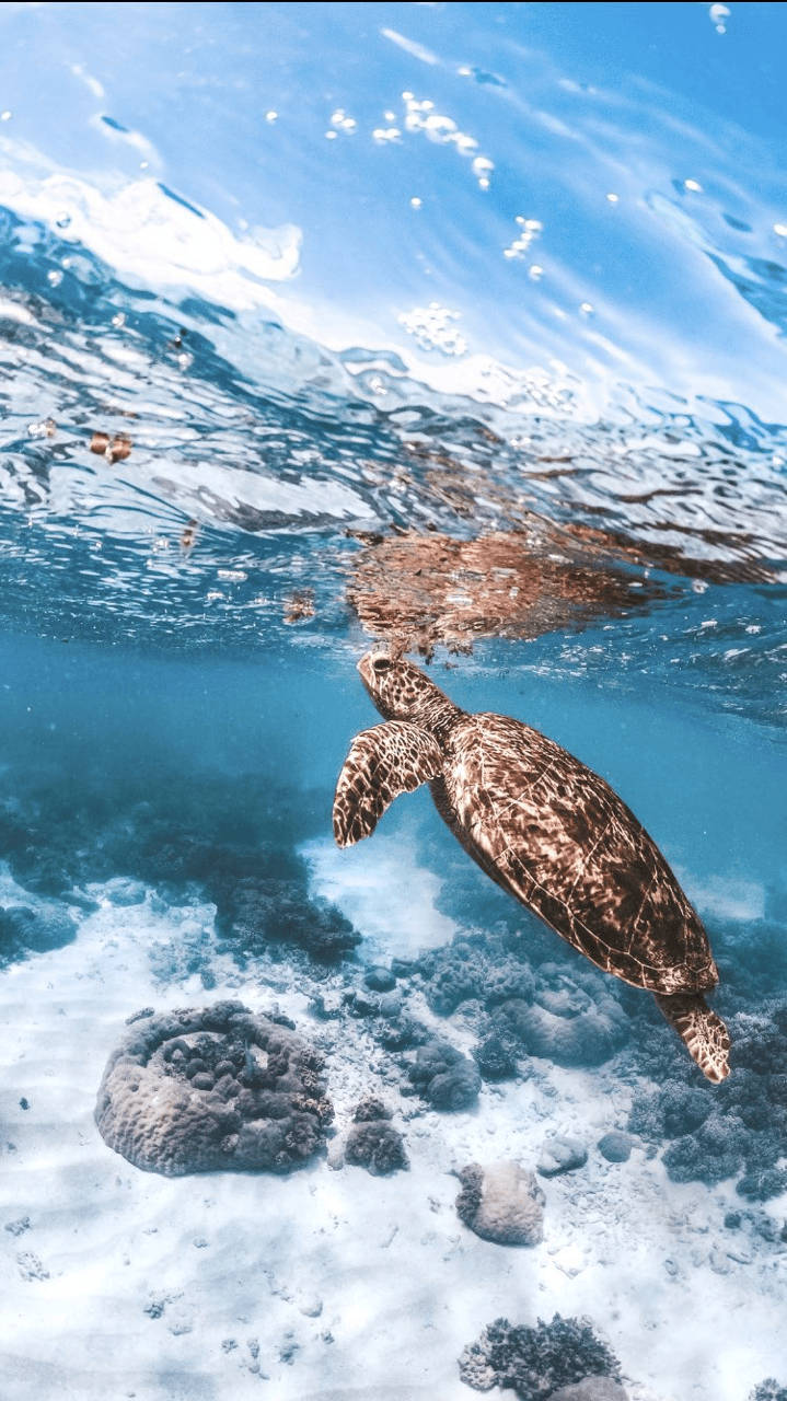 Havskildpadde,der Svømmer Opad På Iphone. Wallpaper