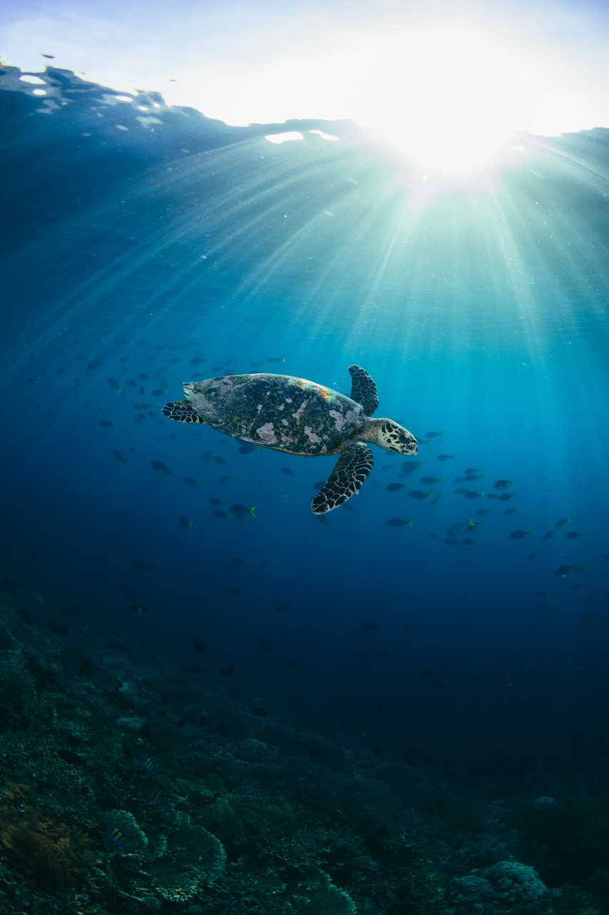 Sea Turtle Under Sun iPhone Wallpaper