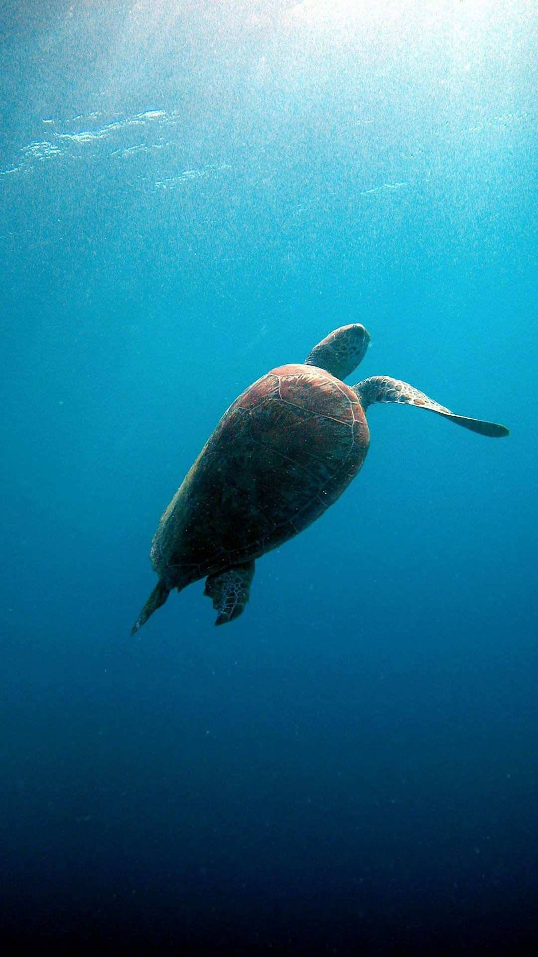 Sea Turtle With Sunlight iPhone Wallpaper